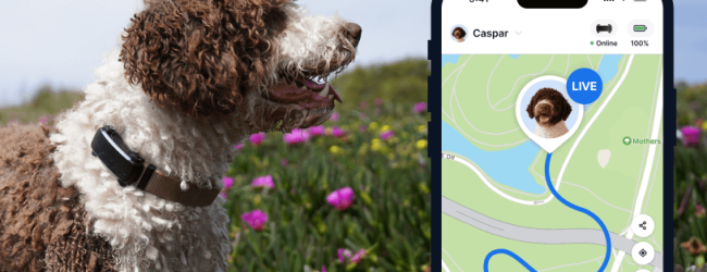 Hund trägt Tractive Dog 6, daneben Screenshot der Tractive App