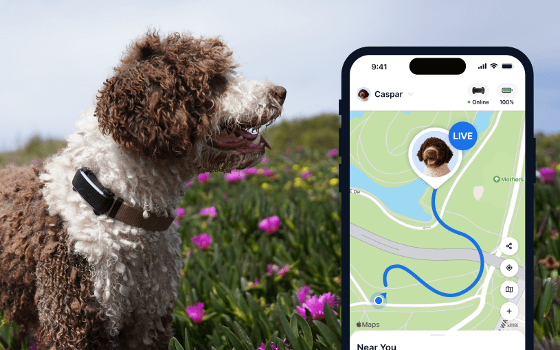 Hund trägt Tractive Dog 6, daneben Screenshot der Tractive App