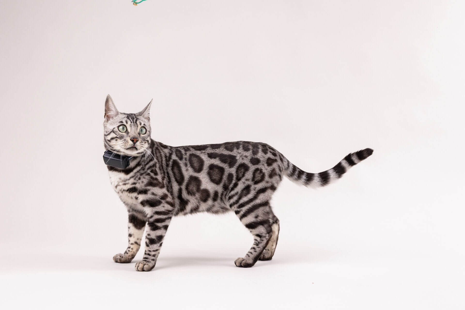 A Bengal cat wearing a Tractive GPS tracker