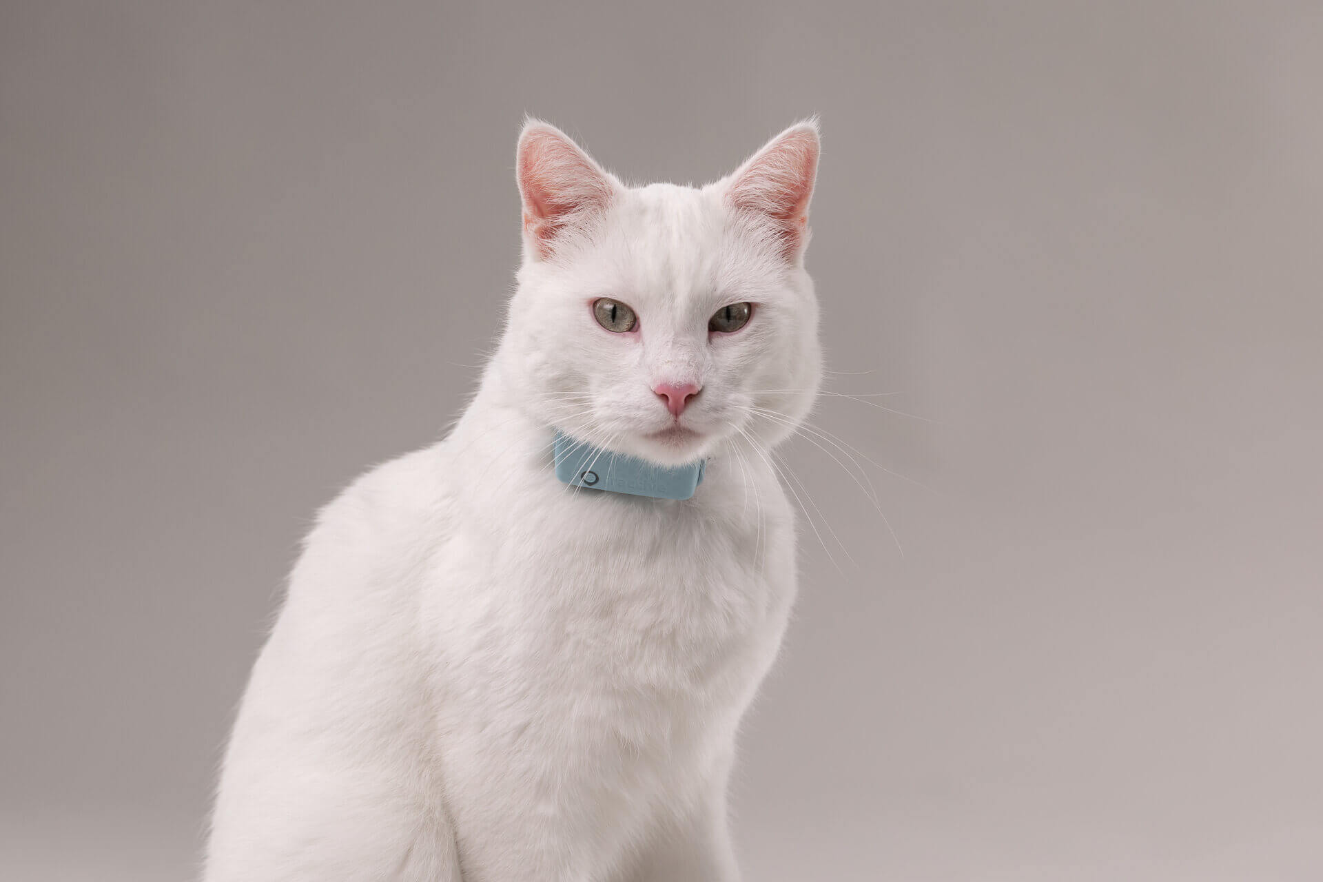 A Turkish Van cat wearing a mint Tractive GPS tracker