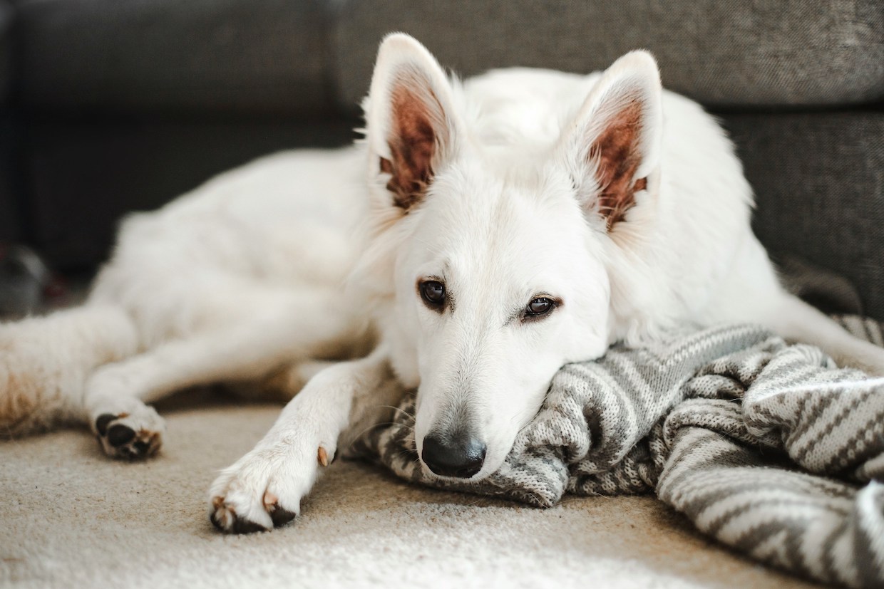 Weißer Schäferhund liegt auf einer Decke