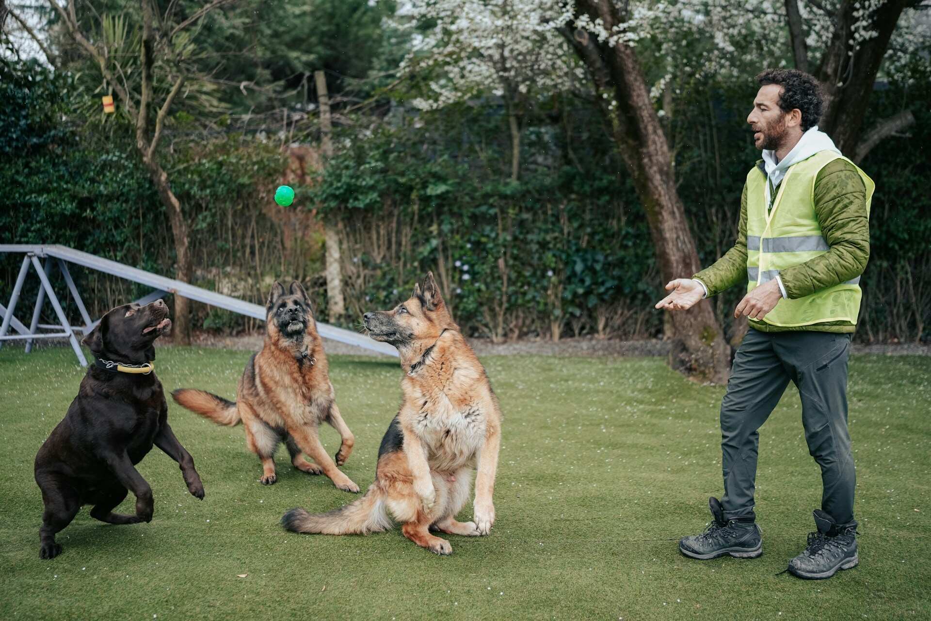 A man tossing a green ball to three large dogs in a garden