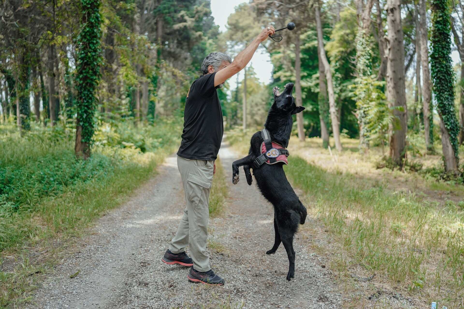 A man training his dog in a forested area