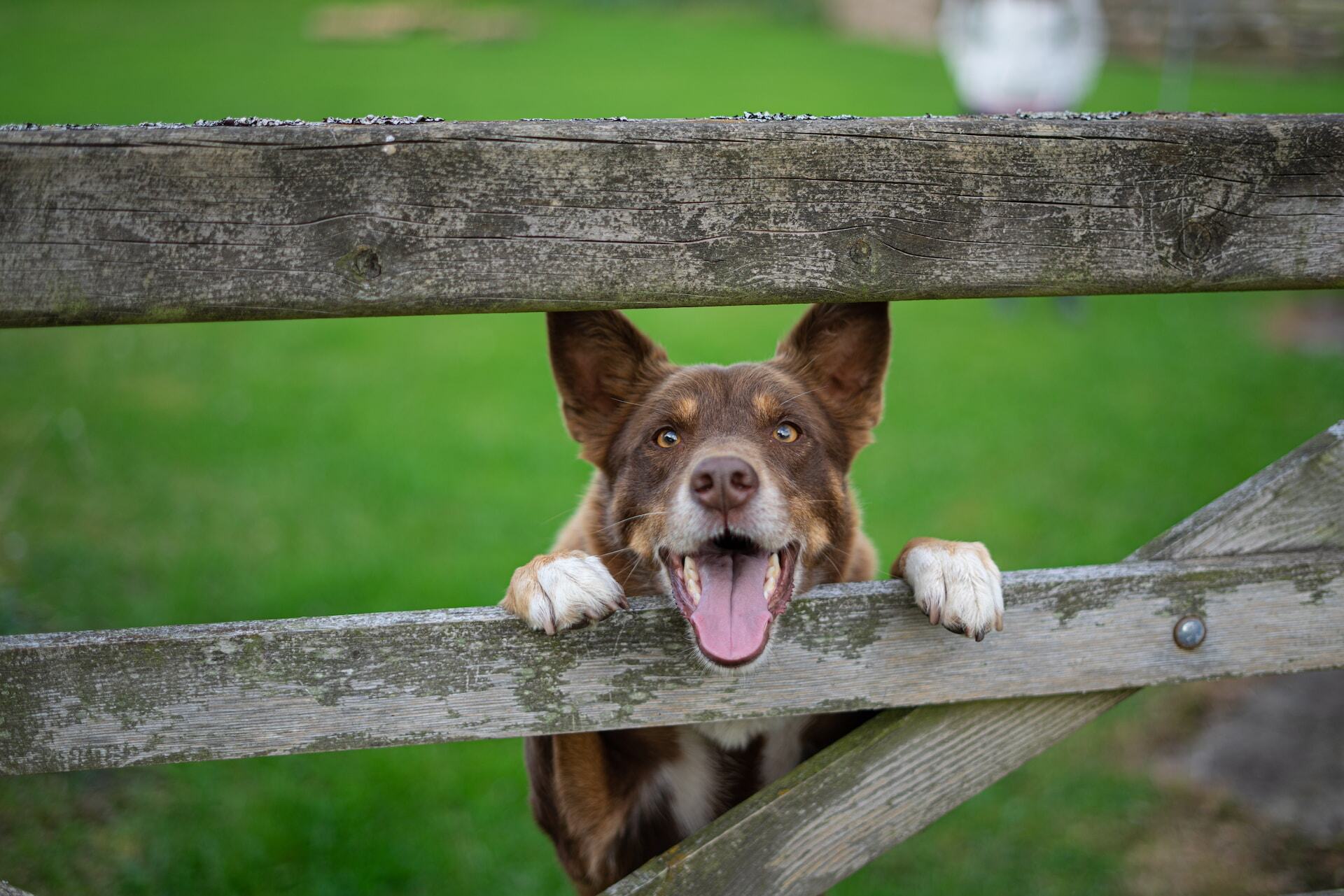 A dog peeking from between the slats of a wooden fence