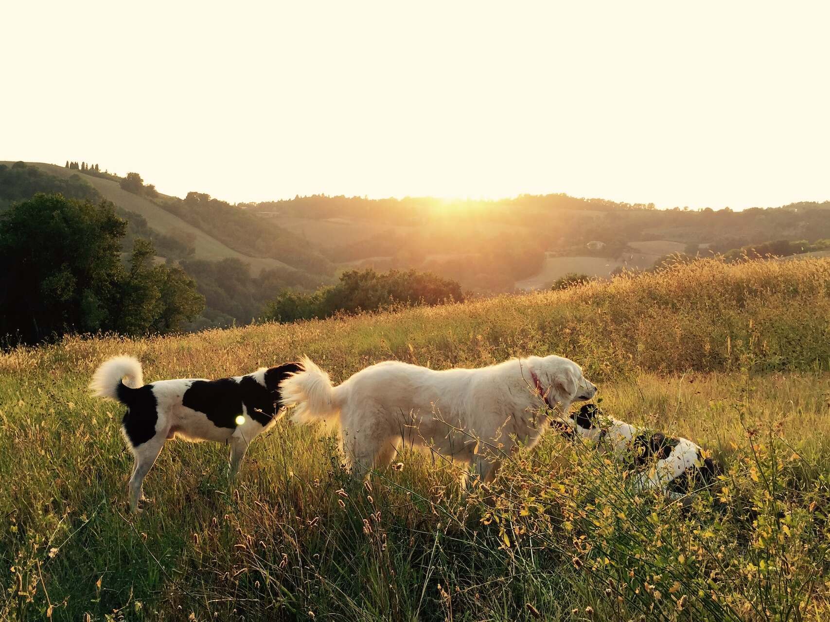Three dogs in a grassy field watching the sunset