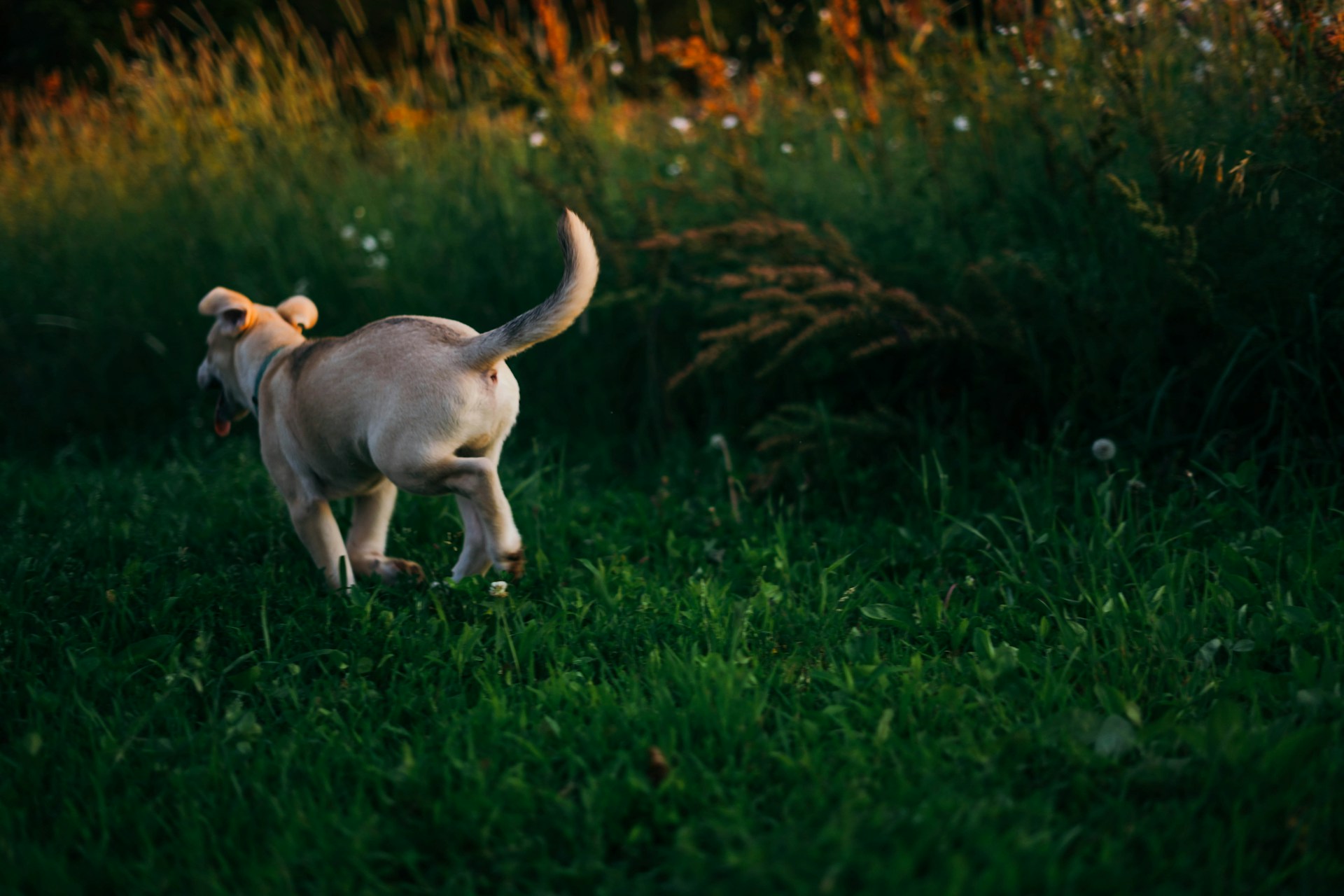 A small white dog running away into a field