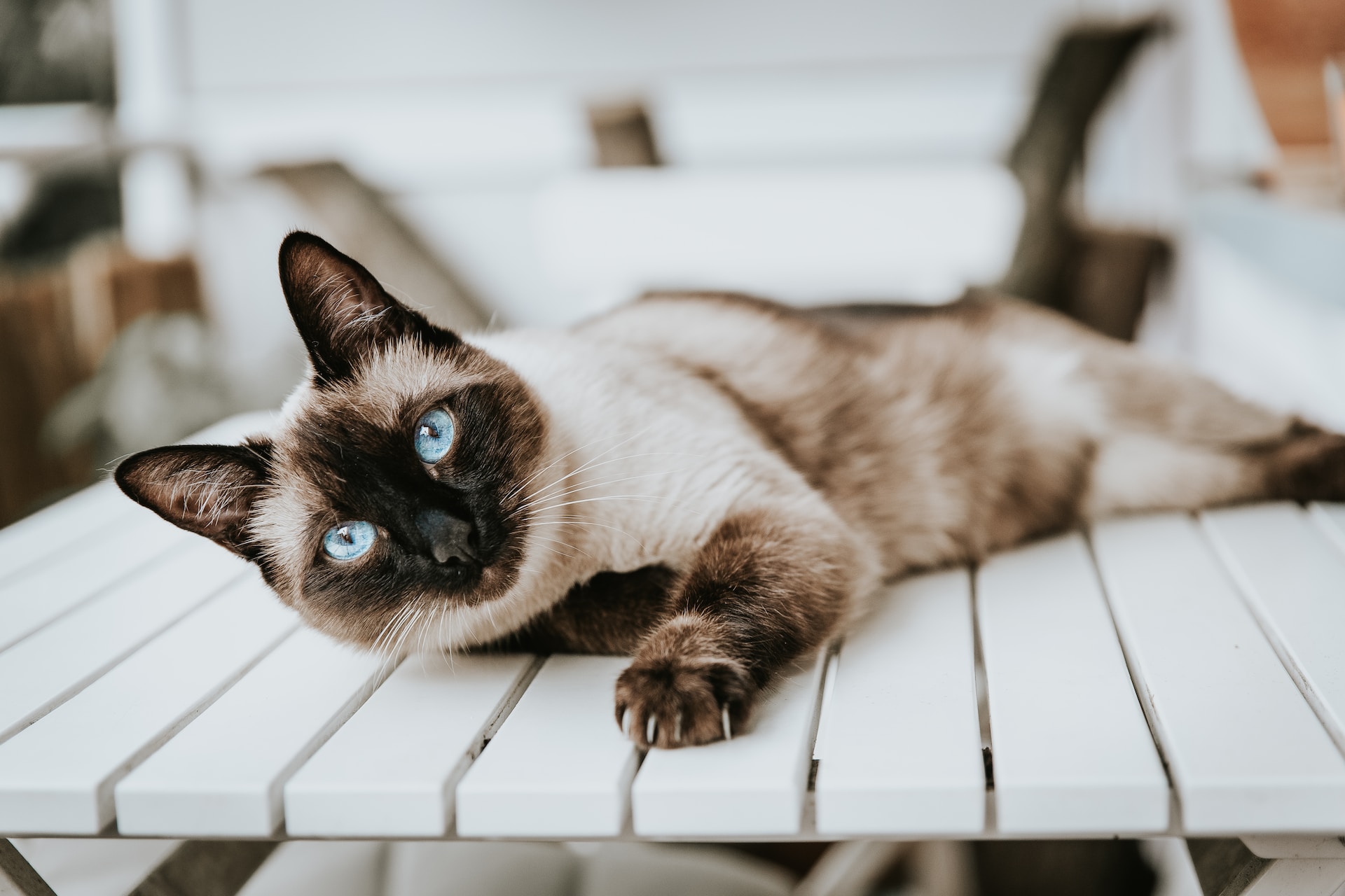 A Siamese cat lying on a white table