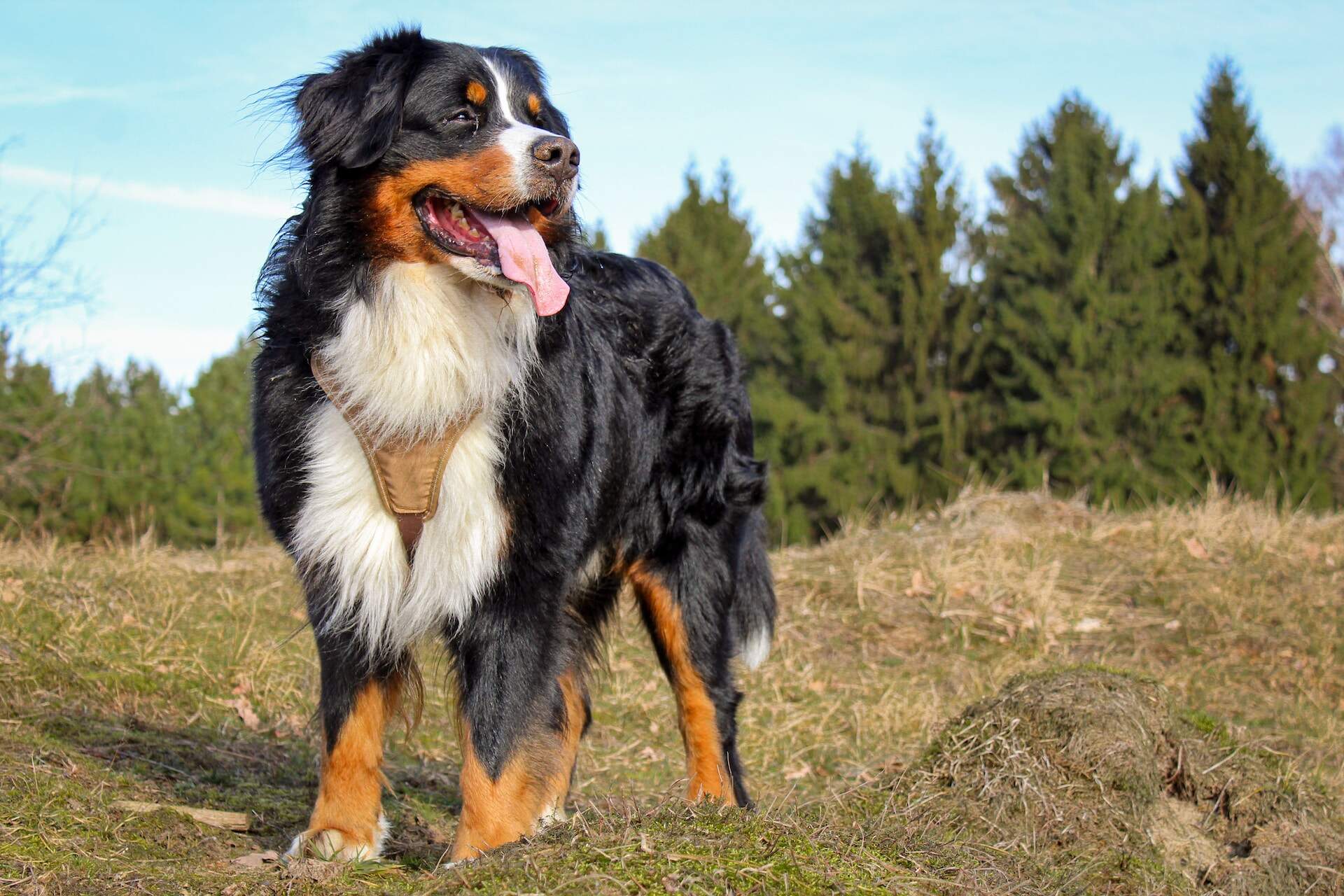 A Bernese mountain dog in a sunny field
