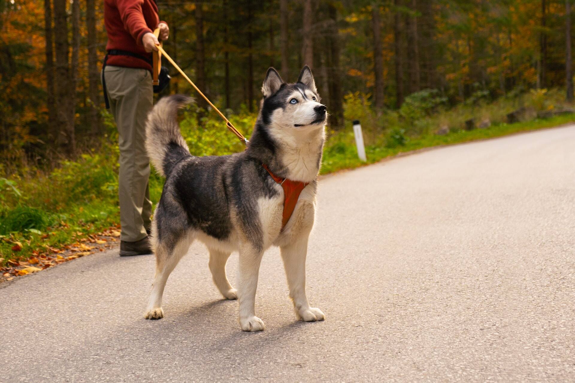 A woman walking a Siberian Husky on a leash outdoors