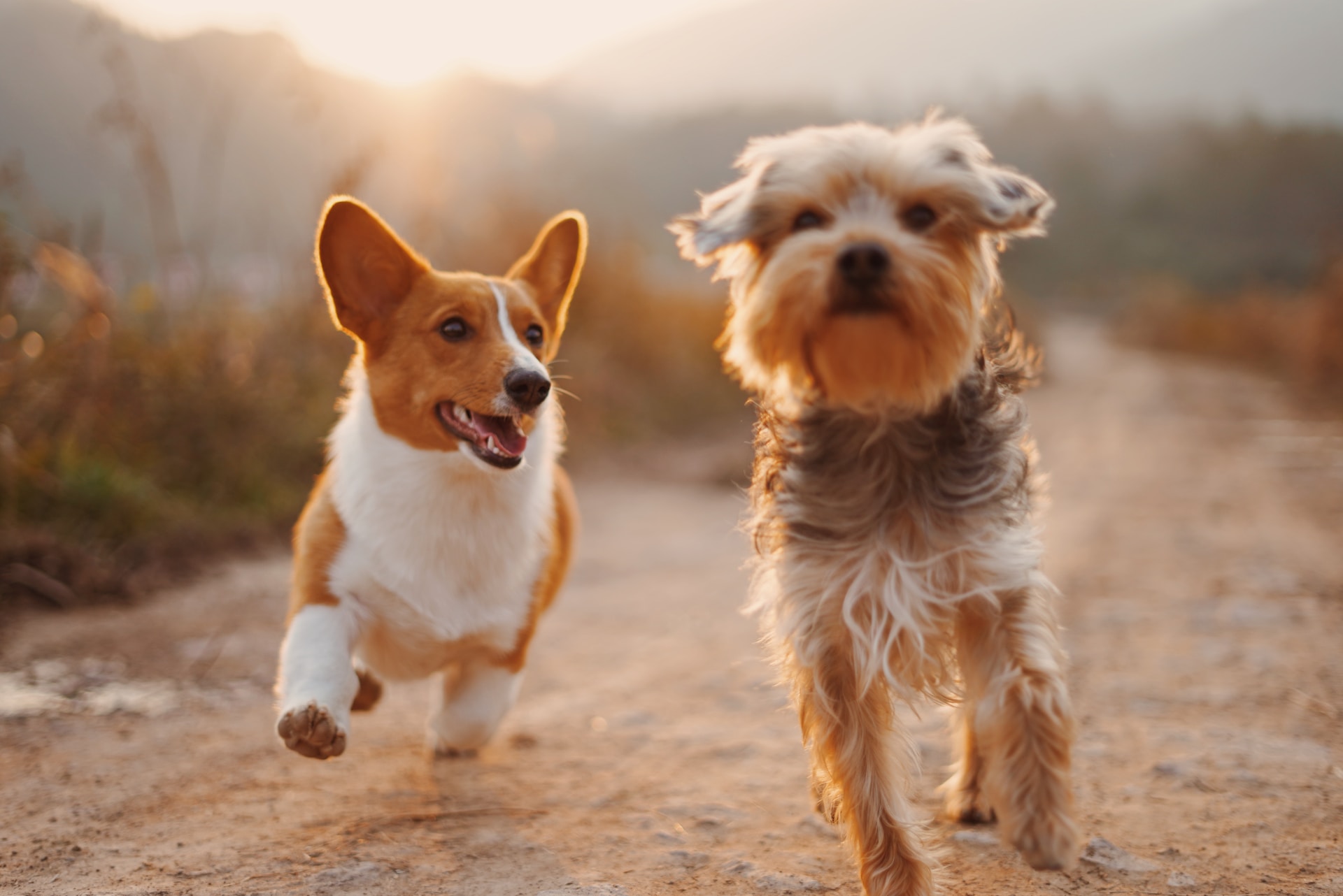 A Corgi and Terrier puppy playing together outdoors