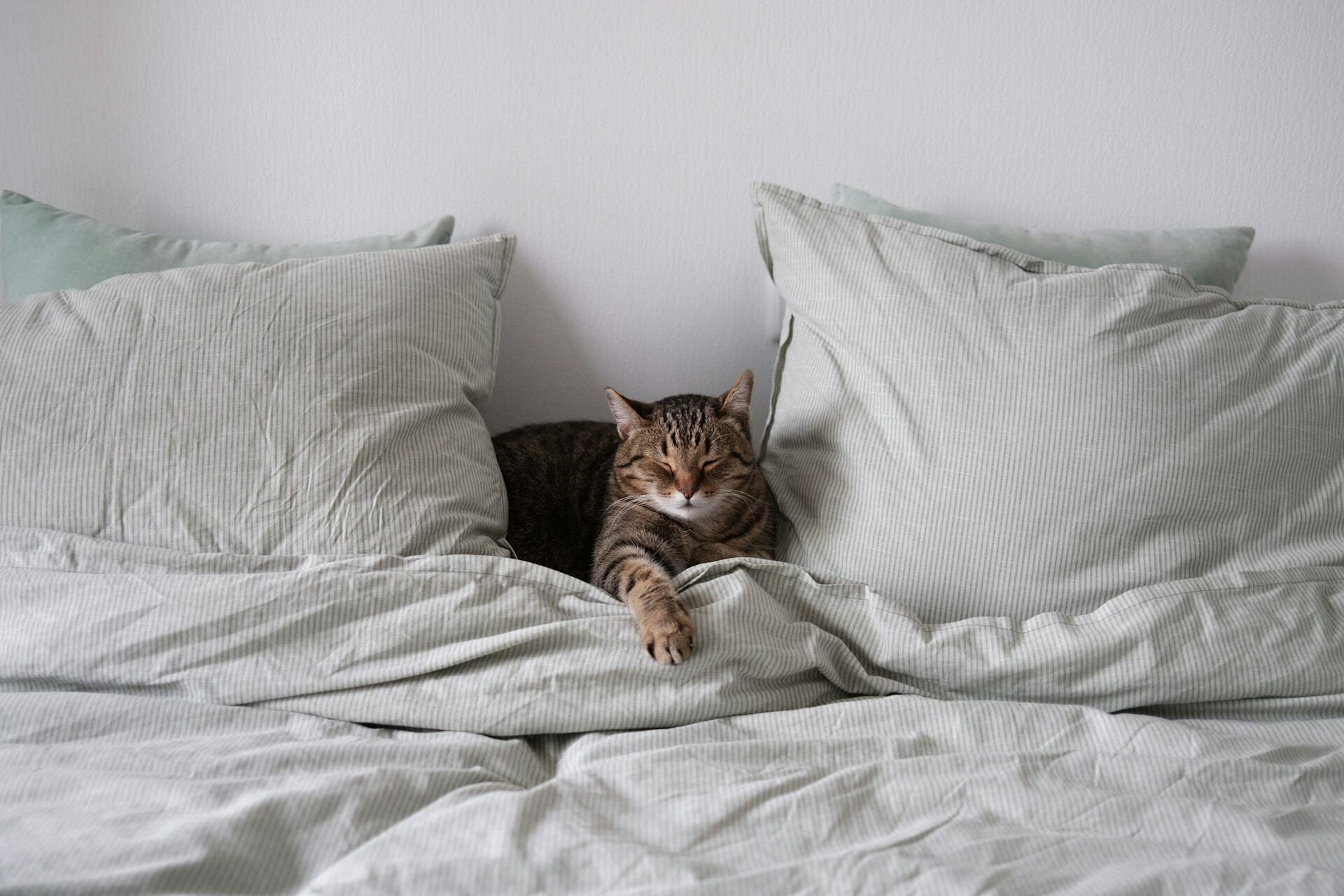 A cat sleeping upright in bed between two pillows