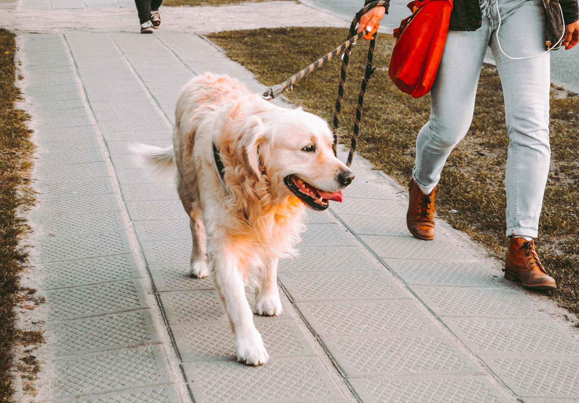 A Golden Retriever walking on leash in a city