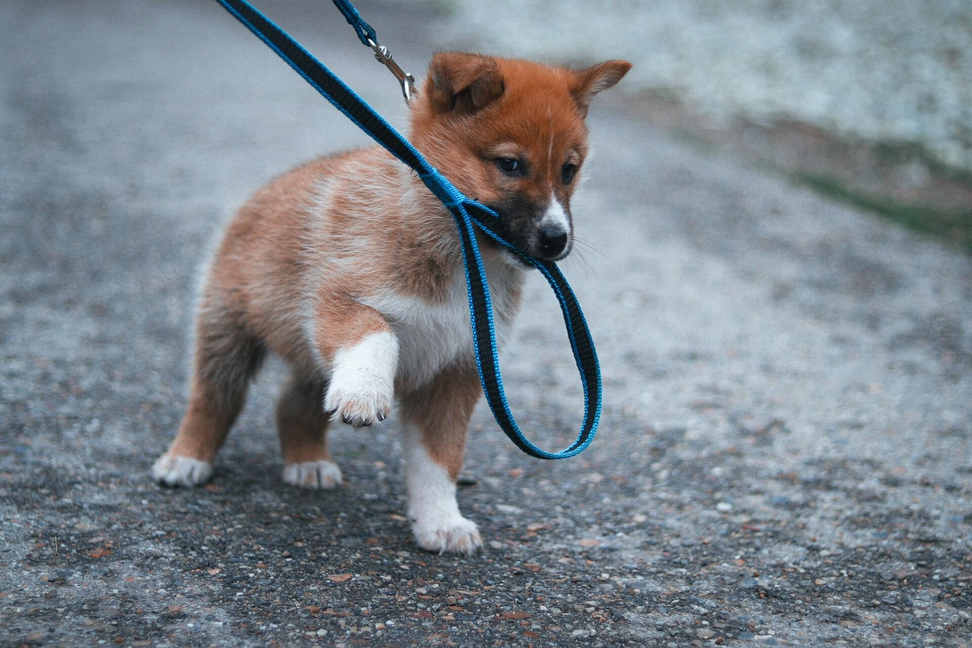 A small white and brown puppy biting against a blue leash