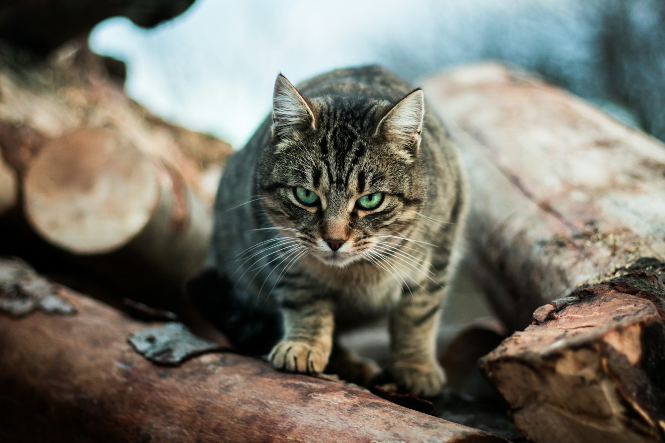 An outdoor cat sitting on a pile of logs