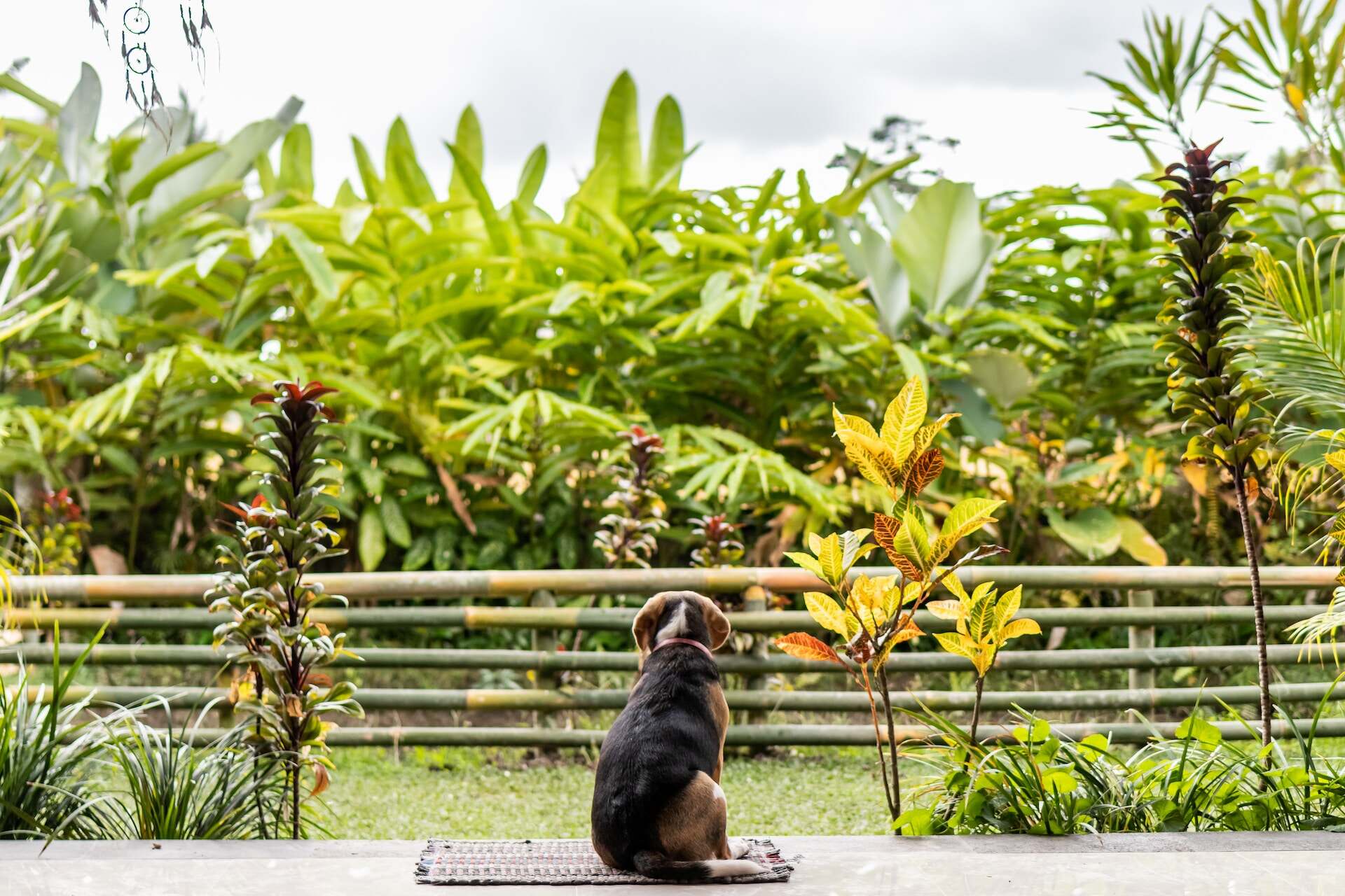 A dog sitting on a porch overlooking a garden of tropical plants
