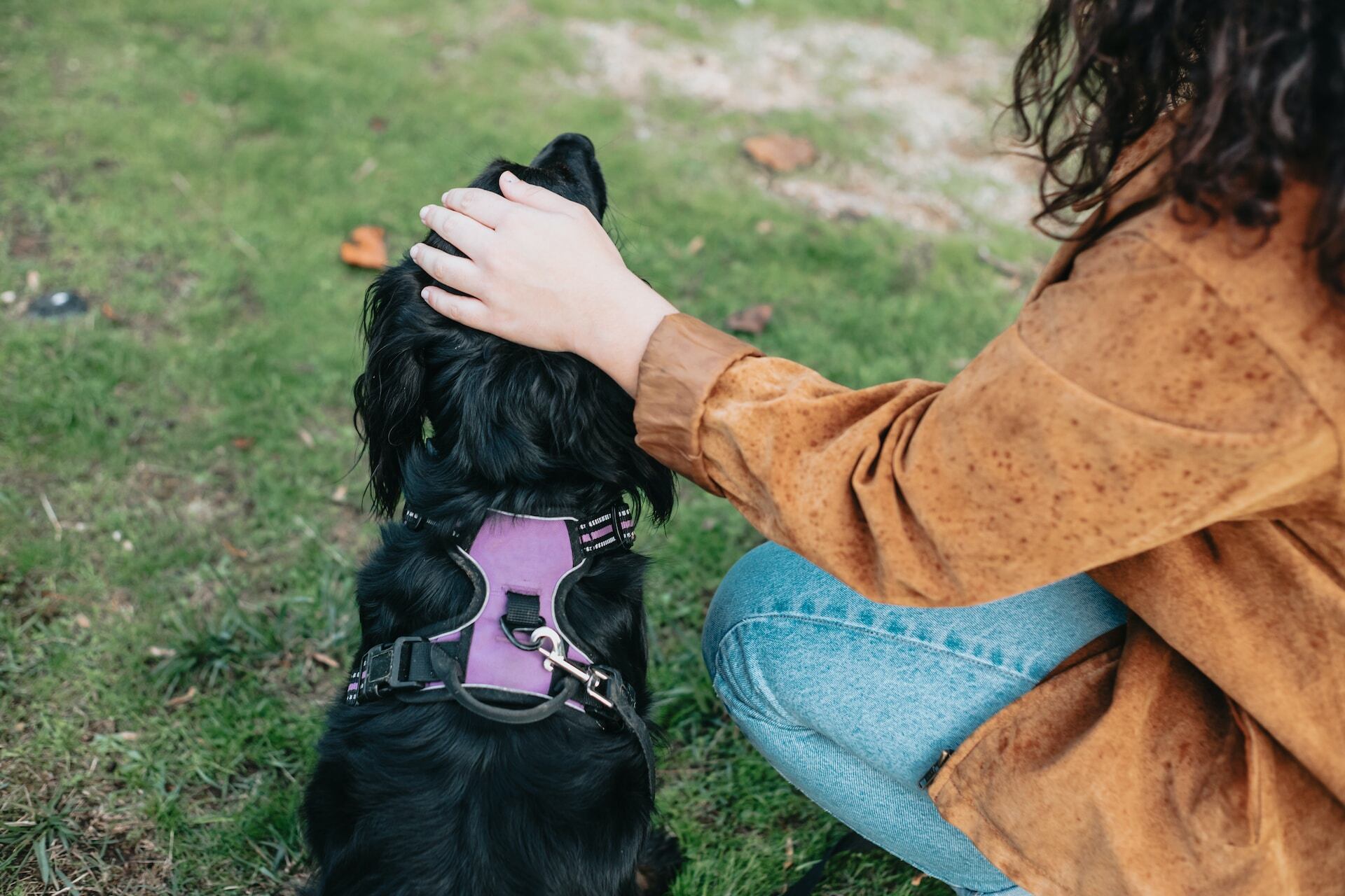 A woman petting a dog which is wearing a harness