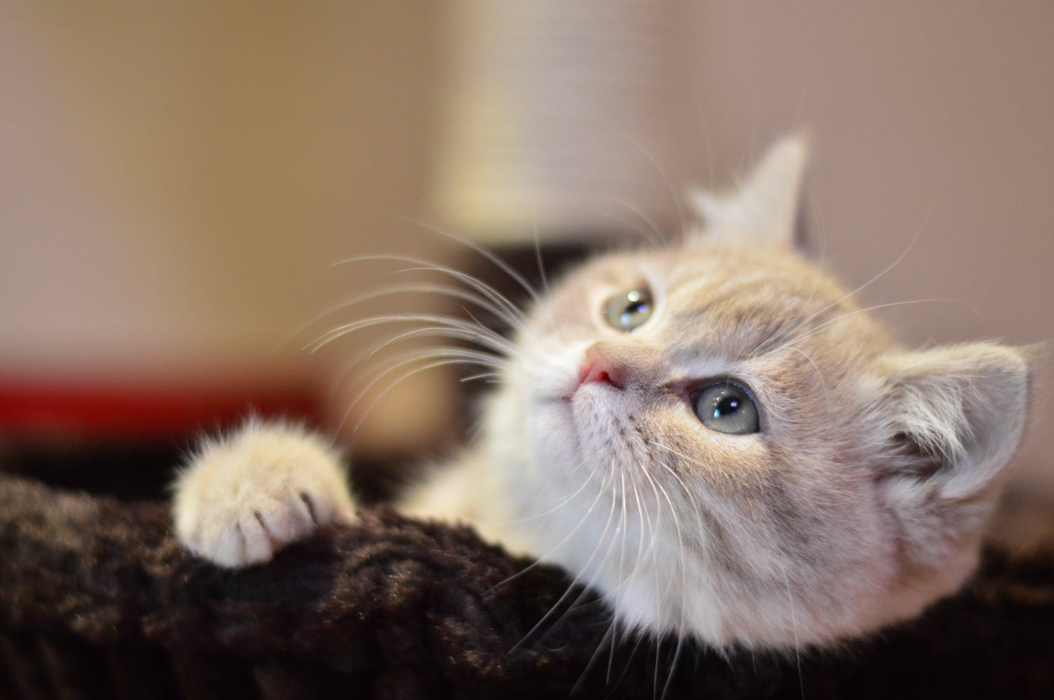Rote Baby katze liegt auf einer Decke und sieht nach oben