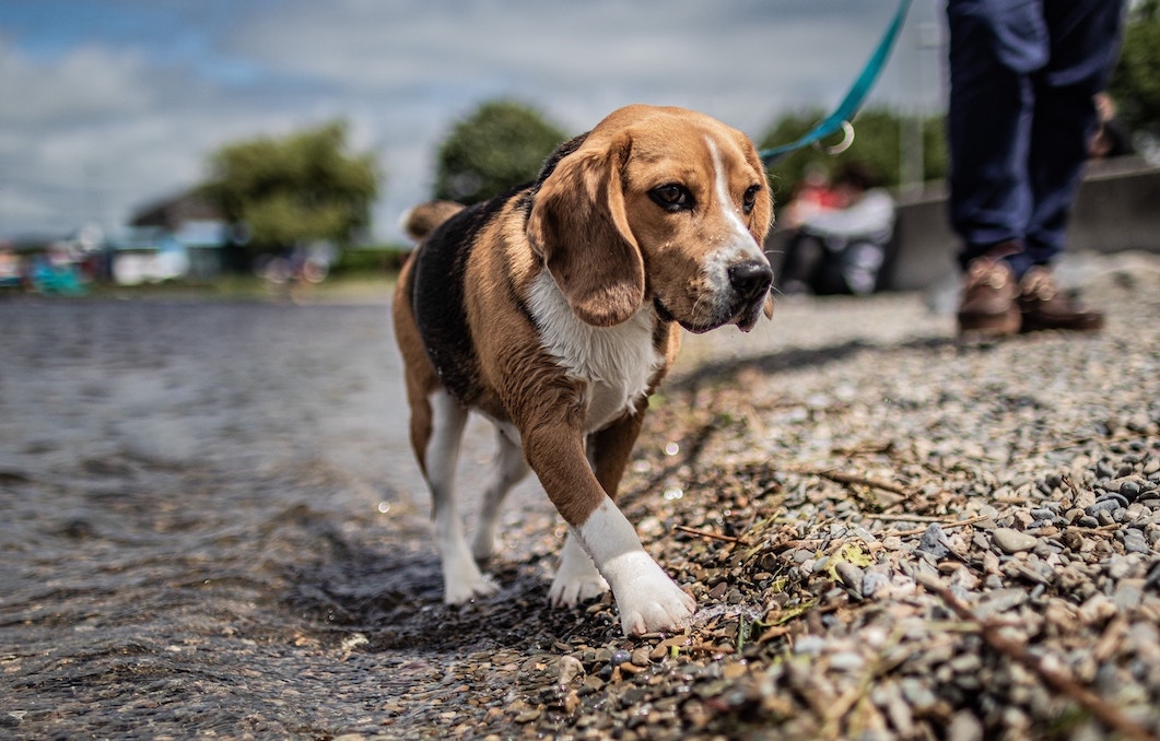 Beagle geht an der Leine spazieren