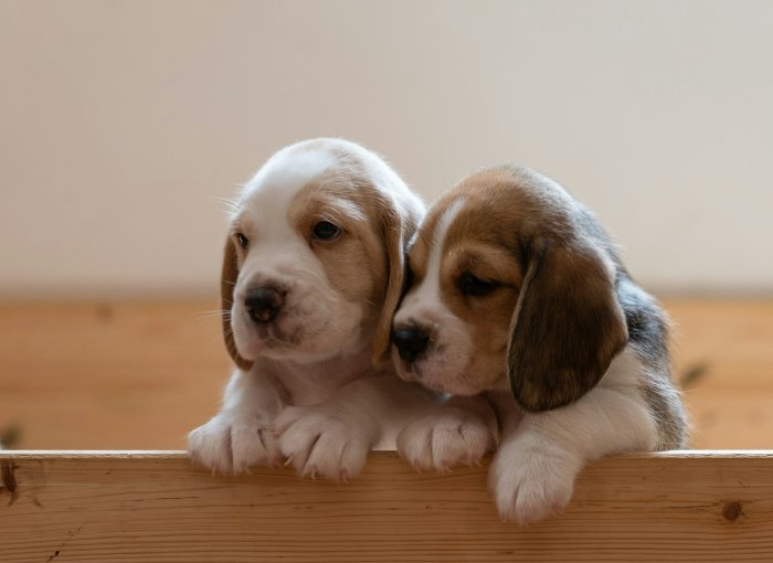 Two puppies with littermate syndrome sitting in a crate