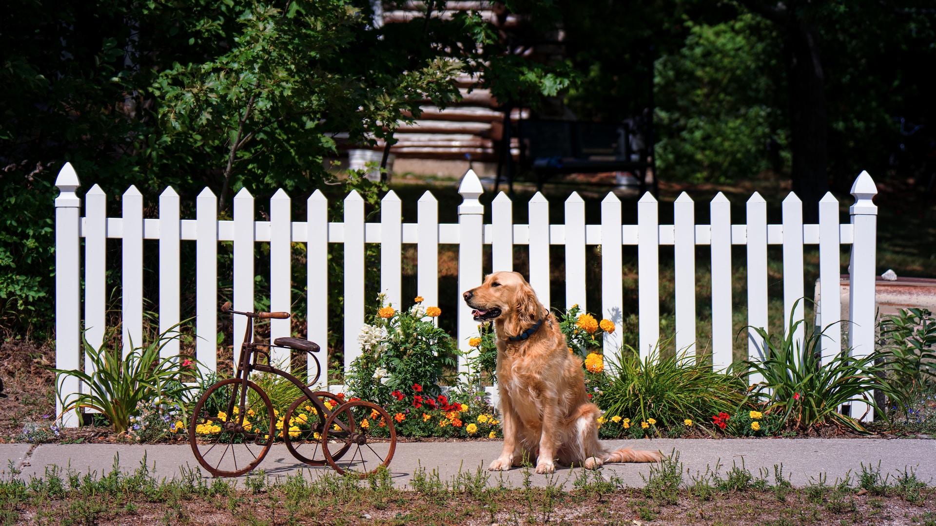 A Golden Retriever sitting in front of a white picket fence