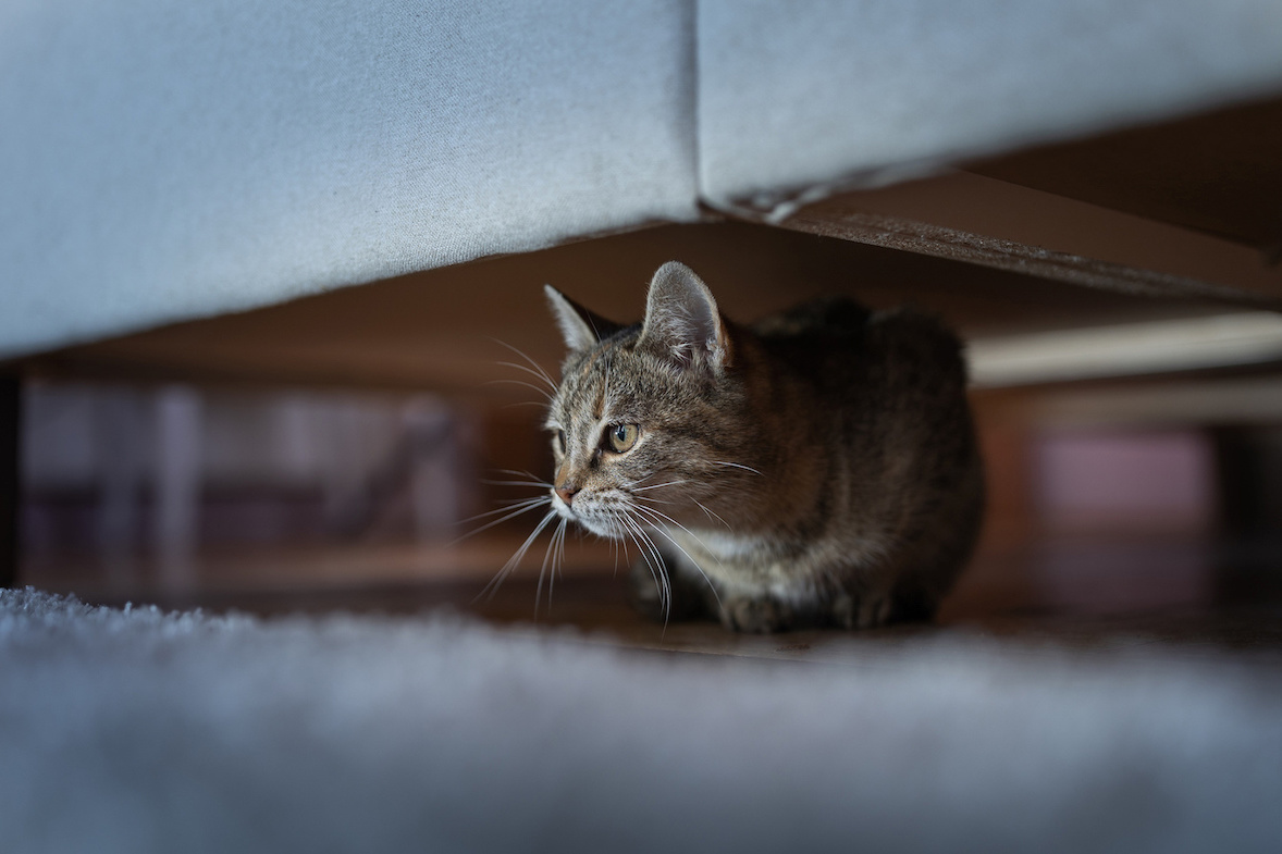 Graue Katze versteckt sich unter Sofa
