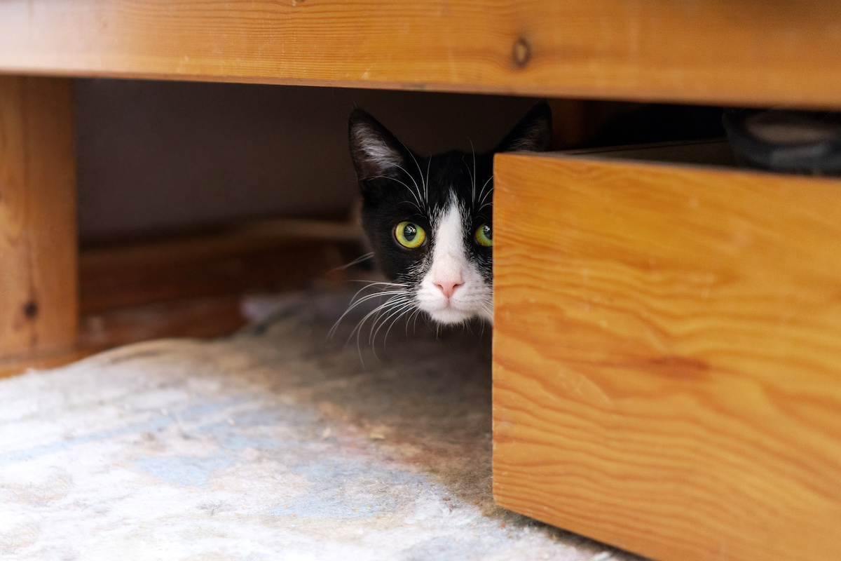 Schwarz-weiße Katze versteckt sich unter einem Bett