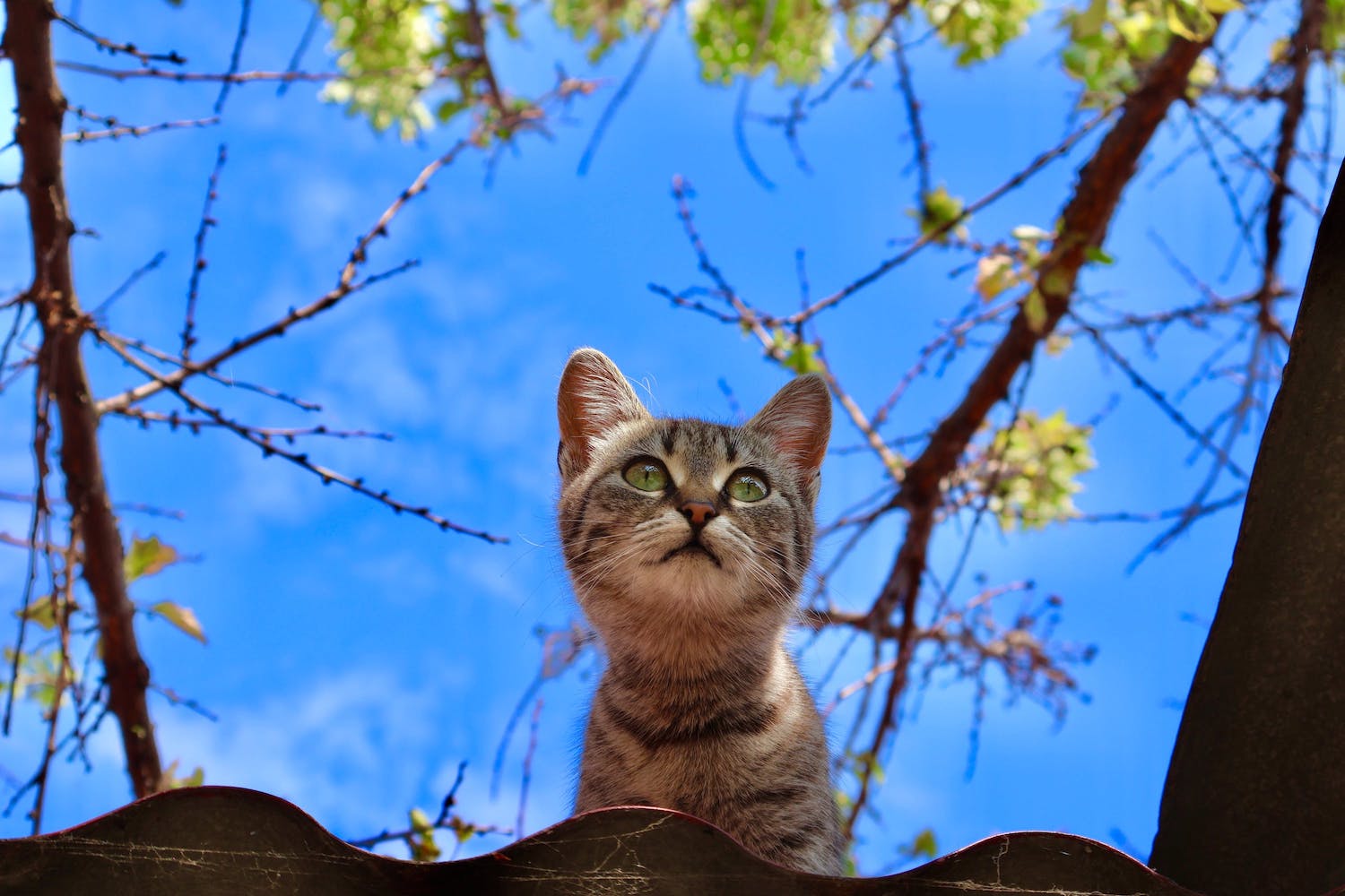 Katze sitzt auf einem Dach und schaut hinunter