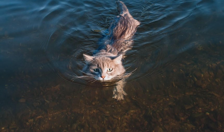 cat swimming in water