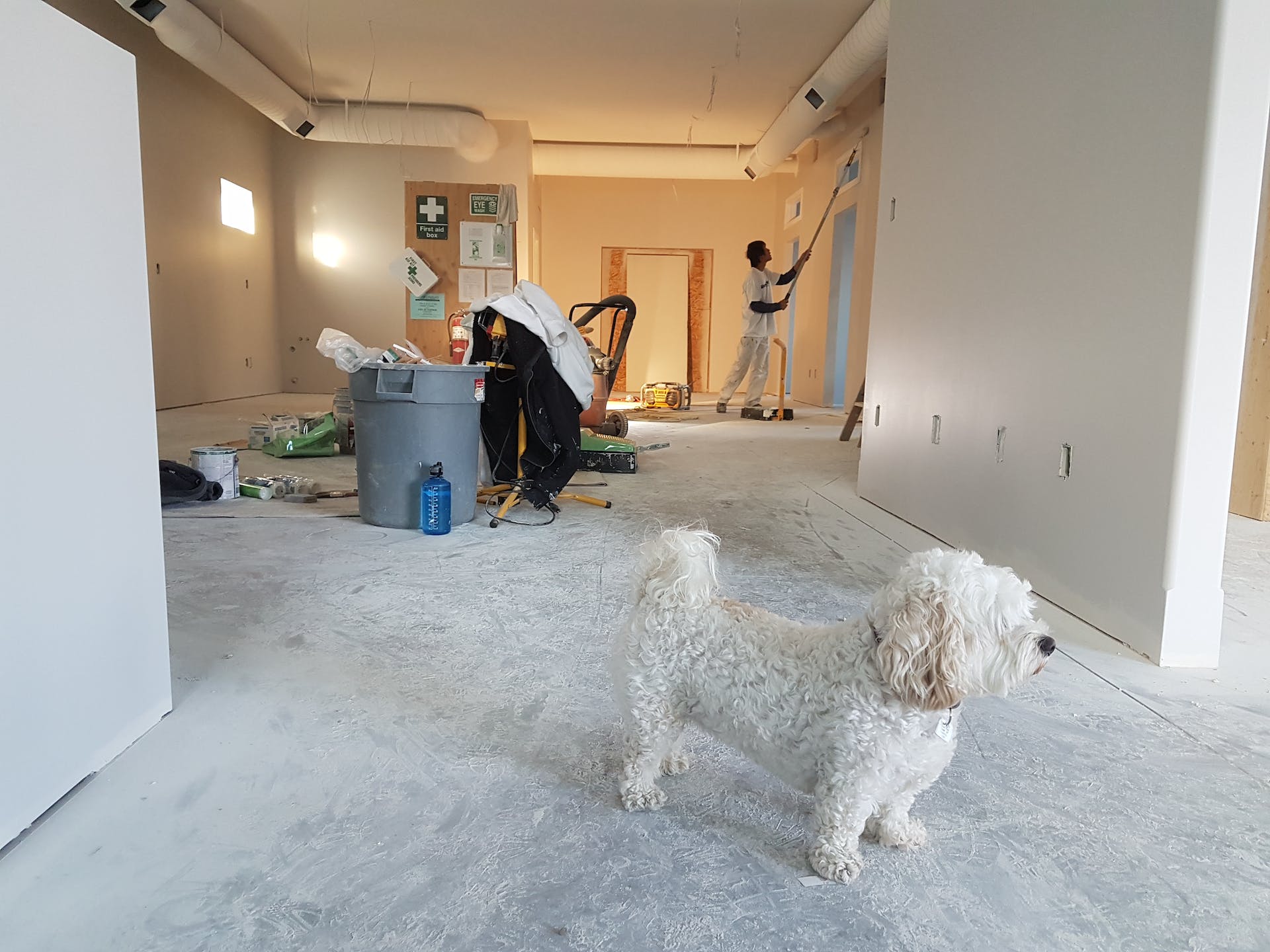 petit chien blanc debout au milieu d'un appartement en cours de rénovation