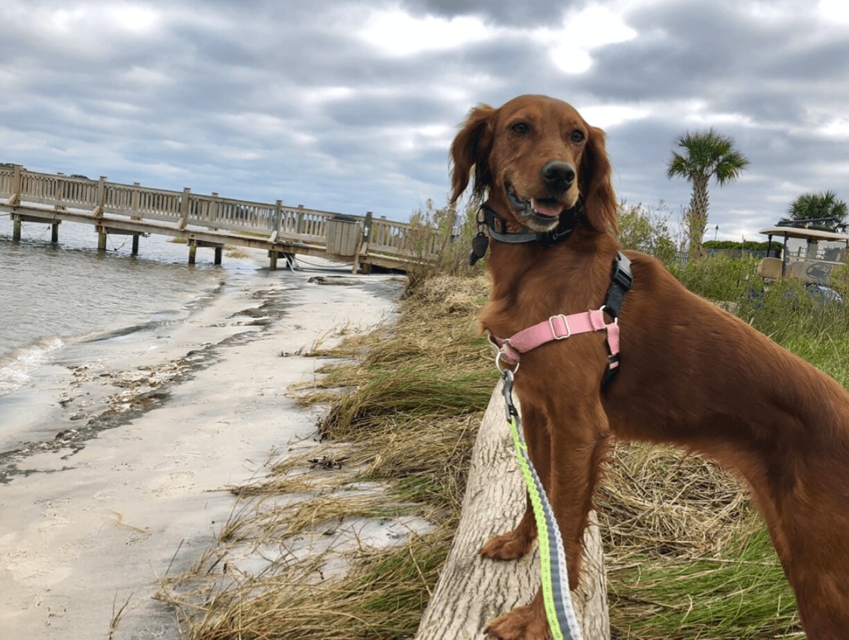 Marnie, une chienne brunne, tenue à la laisse, perchée sur une barrière au bord de la mer avec un harnais rose