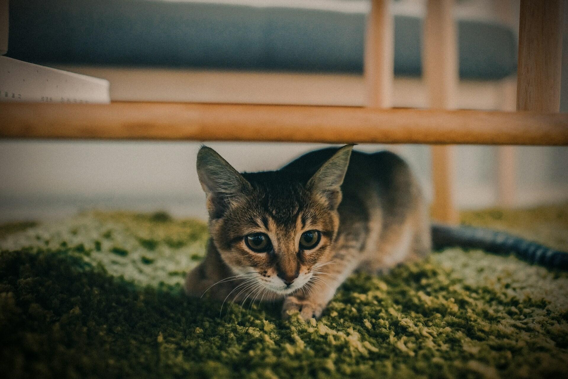 A small brown cat hiding under a table indoors