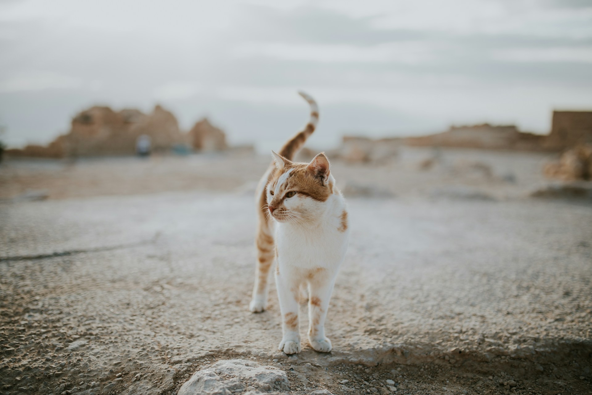 A white and brown cat in a dry region