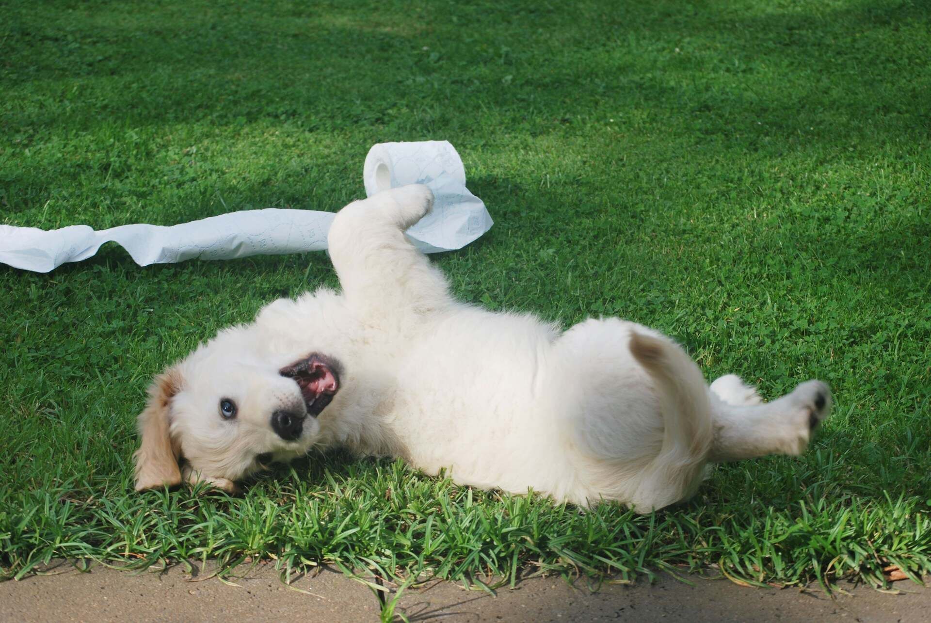 A puppy lying in the grass on a lawn with a roll of toilet paper behind them