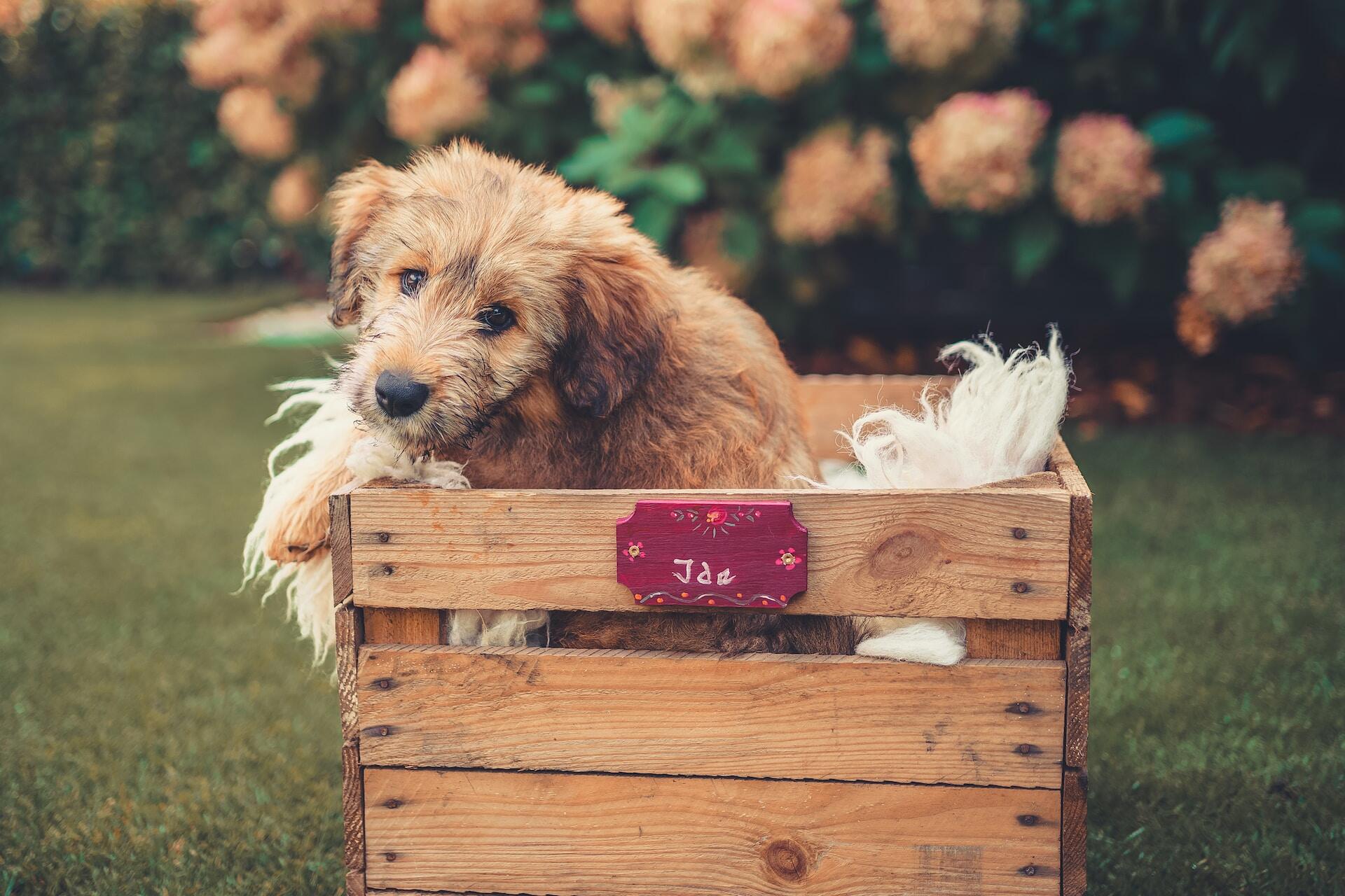 A puppy sitting inside a crate outdoors