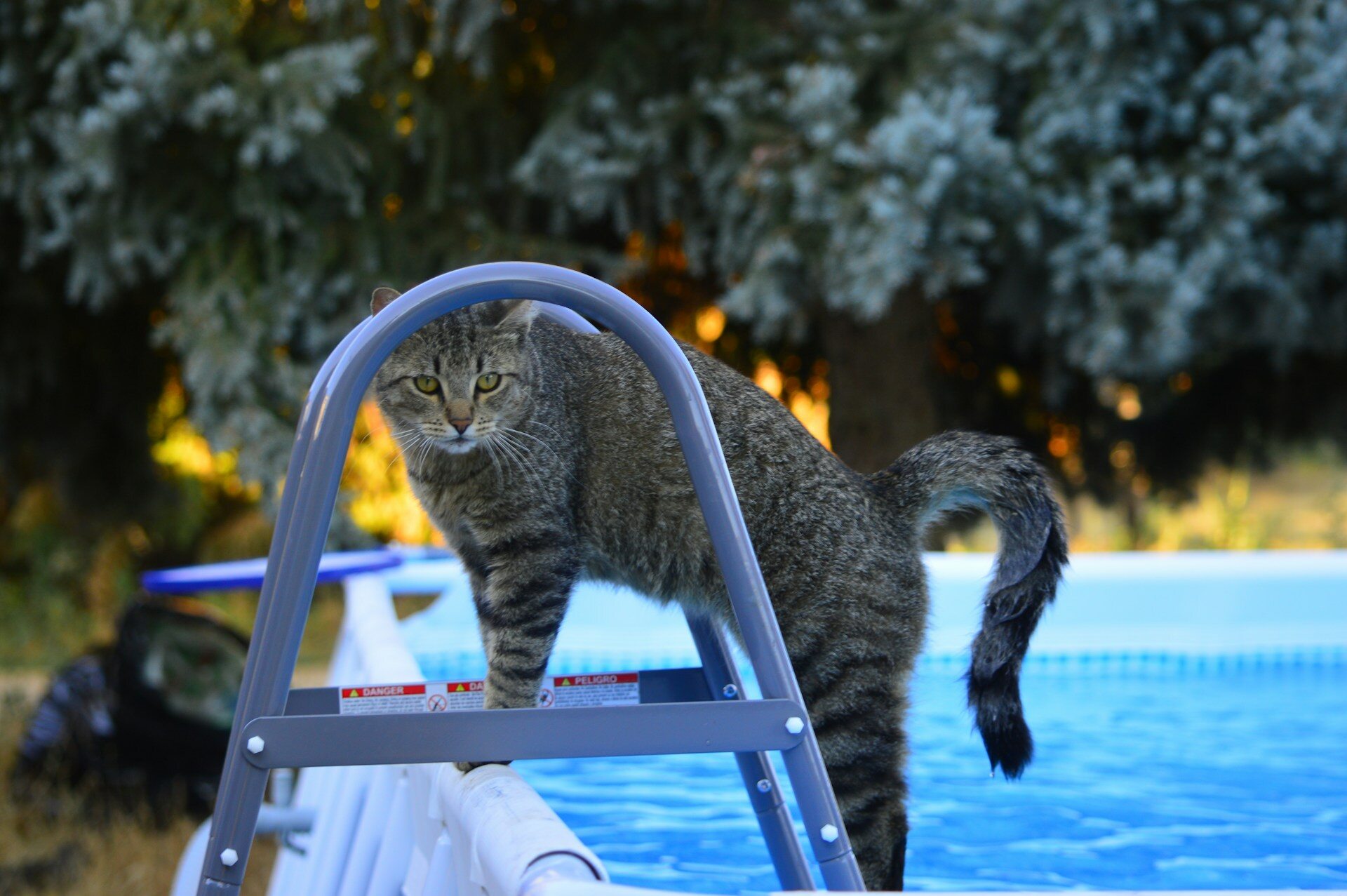 A cat sitting by a ladder next to a swimming pool