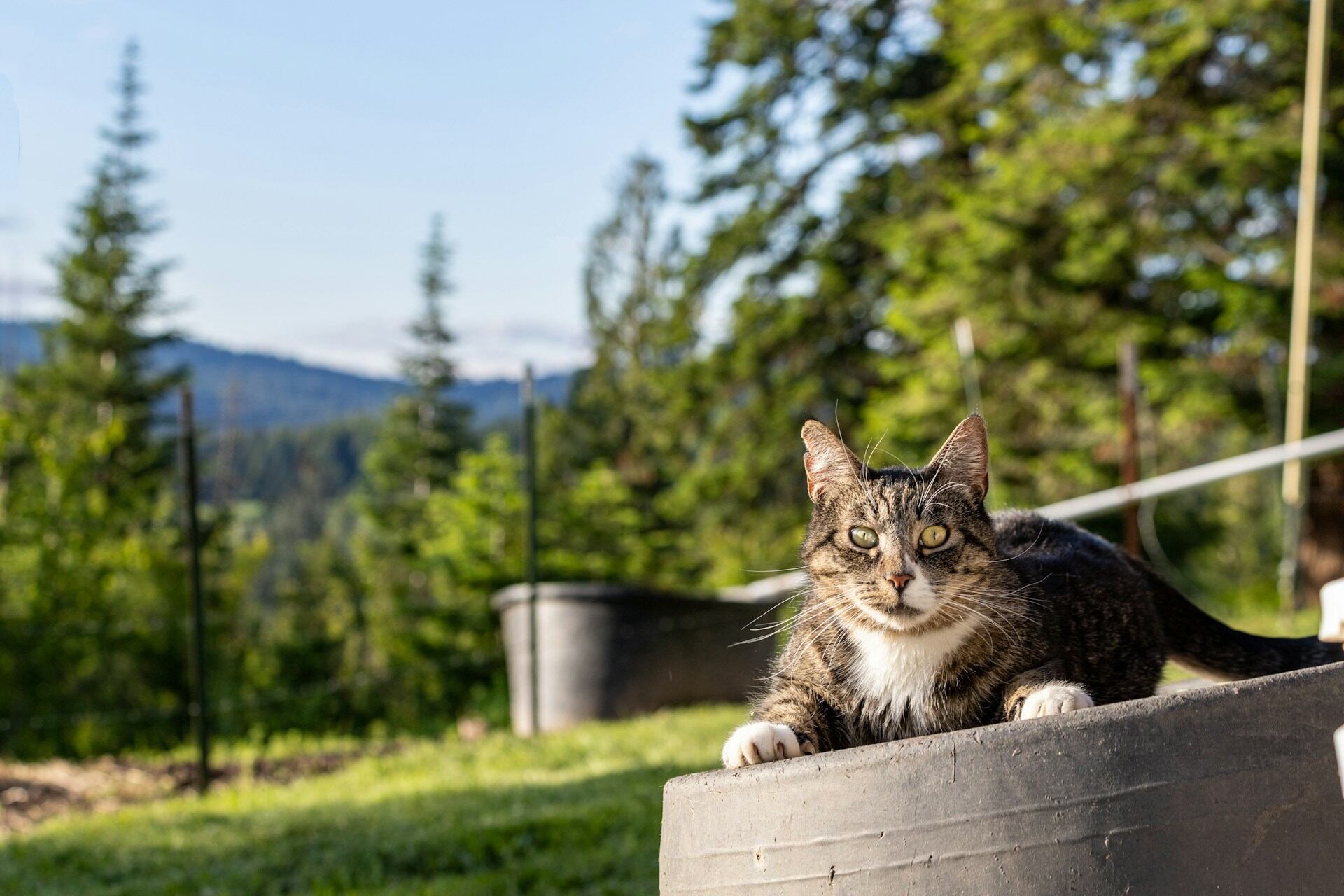 An outdoor cat sitting on a tire in a mountain forest