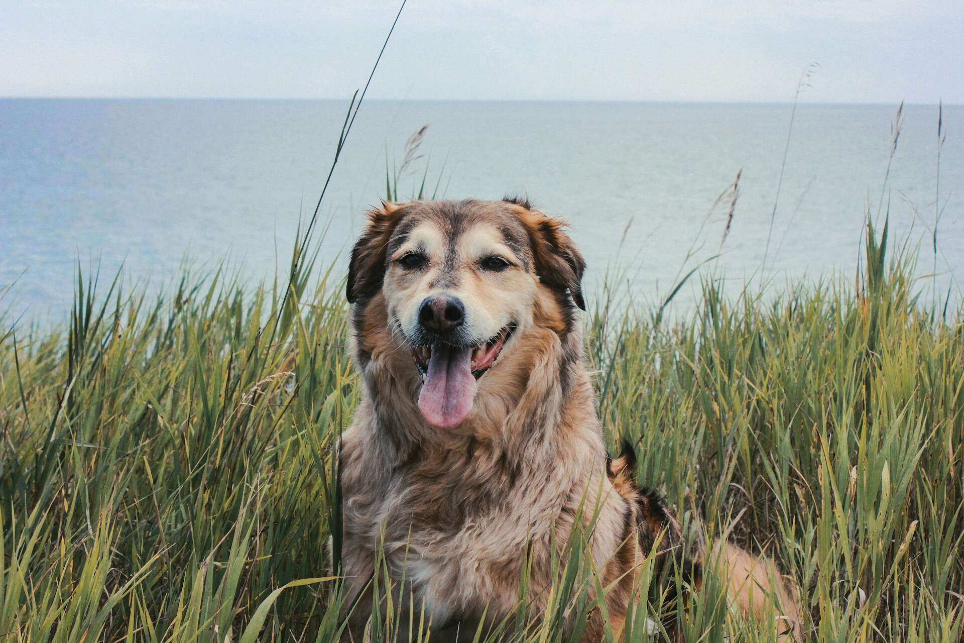 A big dog sitting in a grassy field by the sea