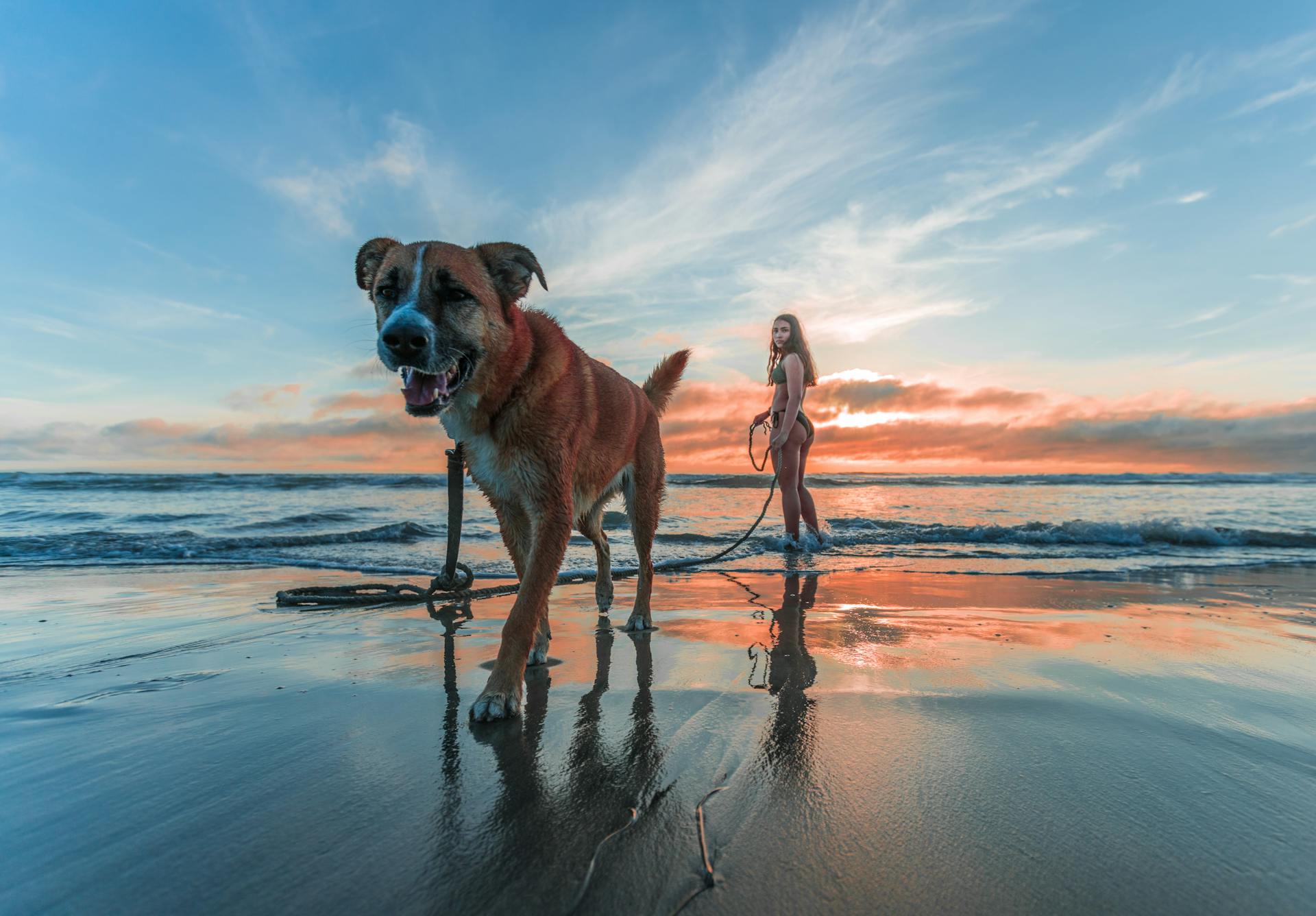 jeune femme debout sur la plage au bord de l'eau devant un coucher de soleil tenant un chien en laisse