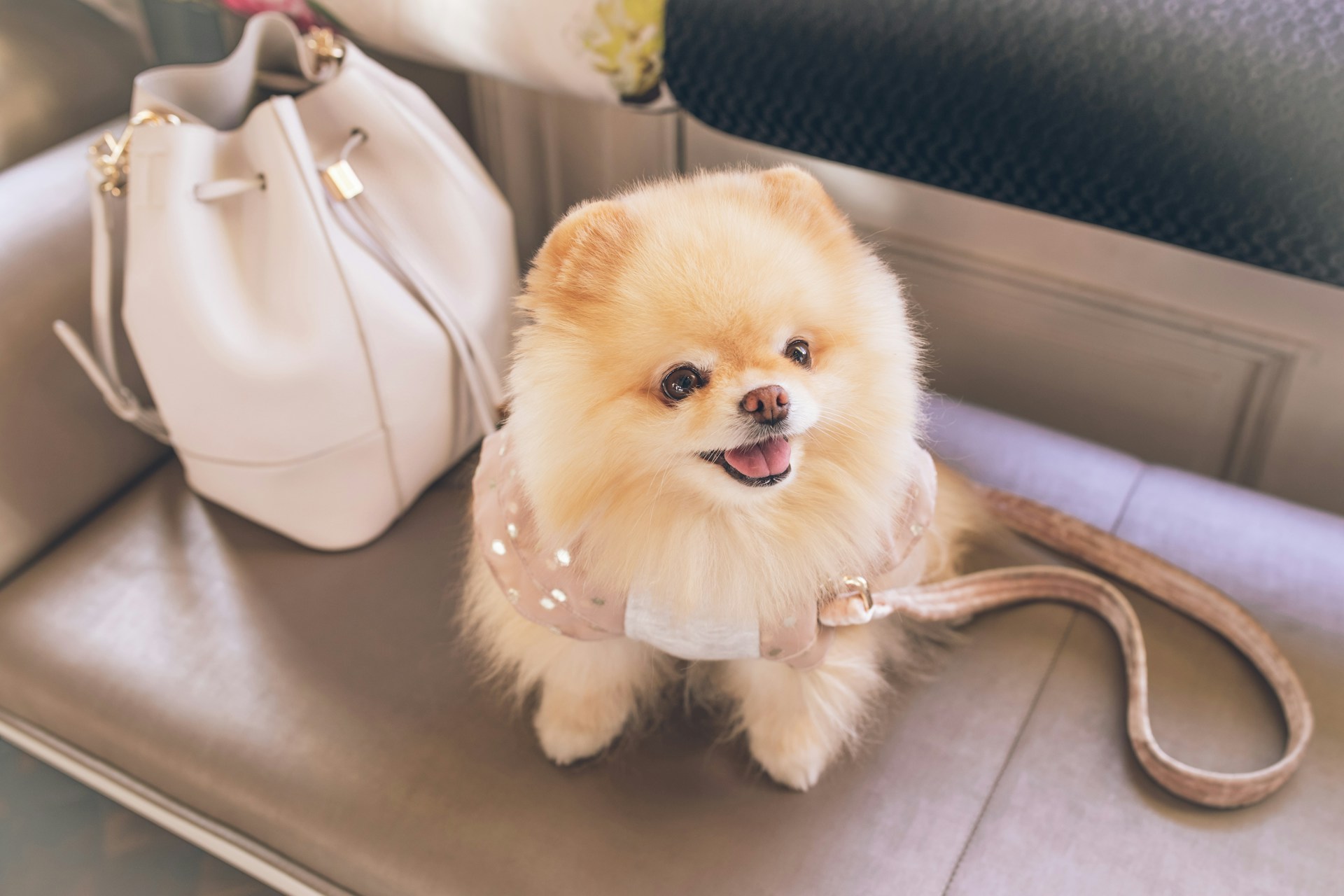 A small brown Pomeranian sitting on a couch next to a bag