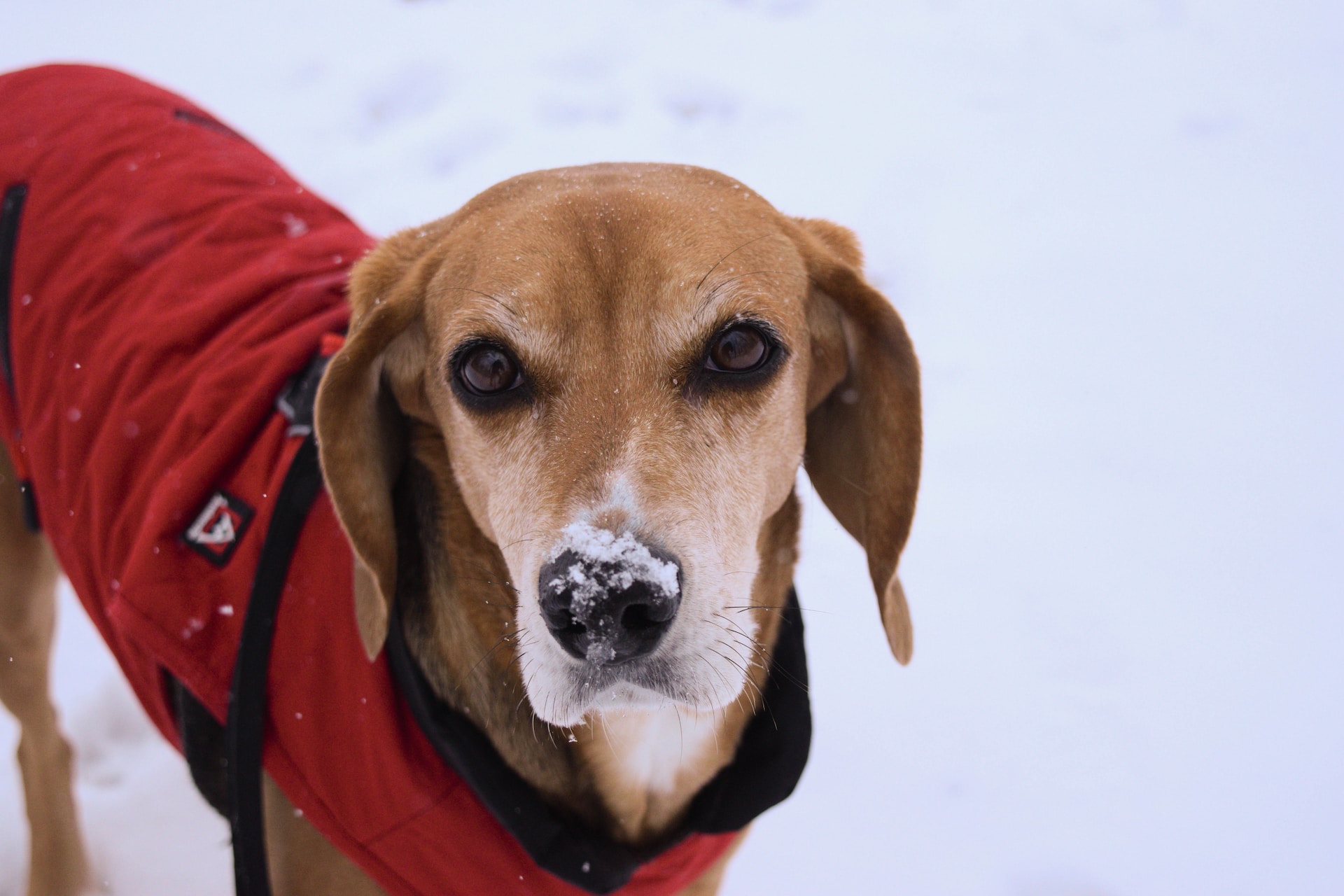 An American Foxhound wearing a red vest in a snowy field