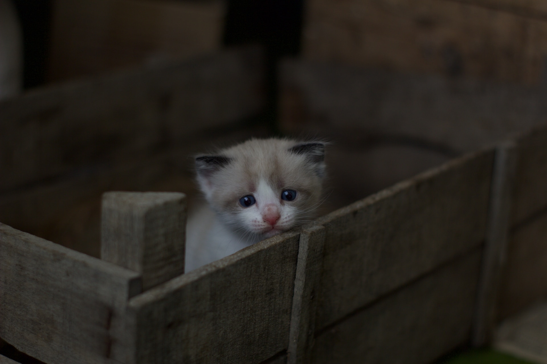 A kitten sitting inside a wooden crate