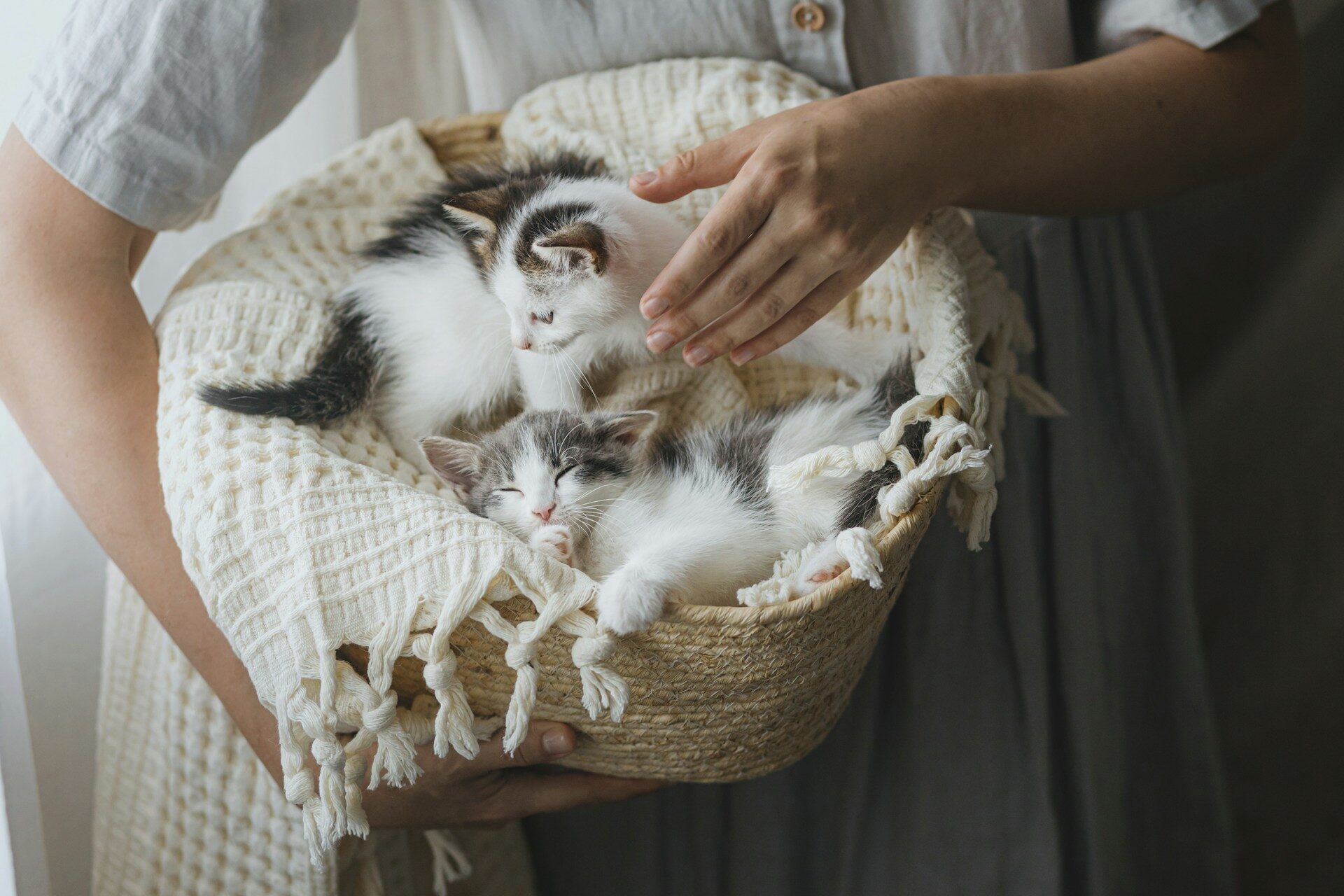 A woman holding a basket with two black and white kittens