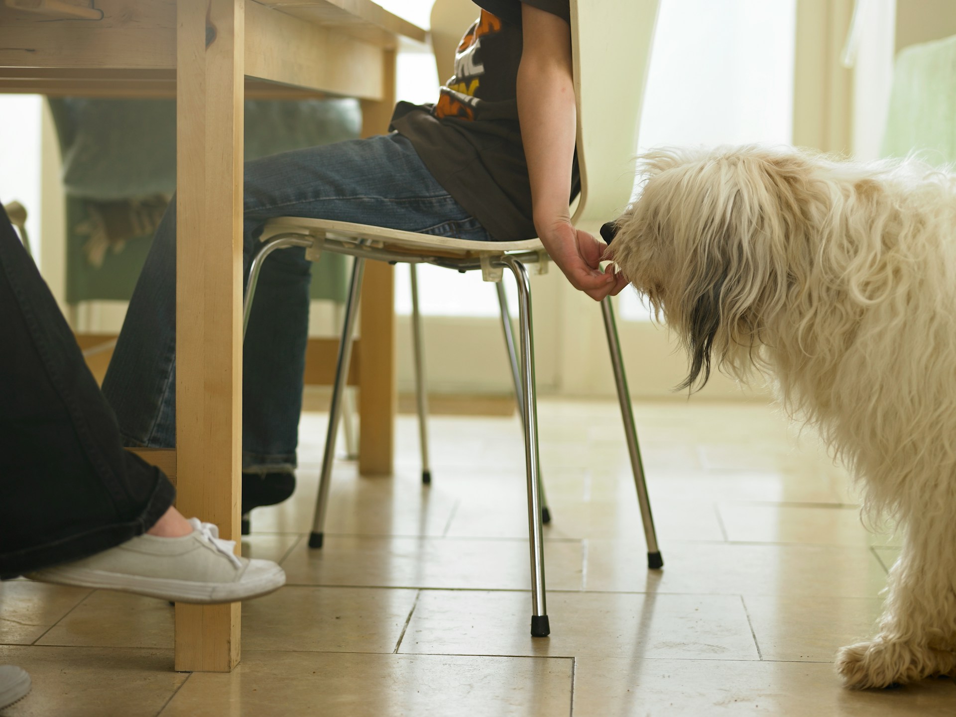 A child sitting on a chair secretly feeding a dog