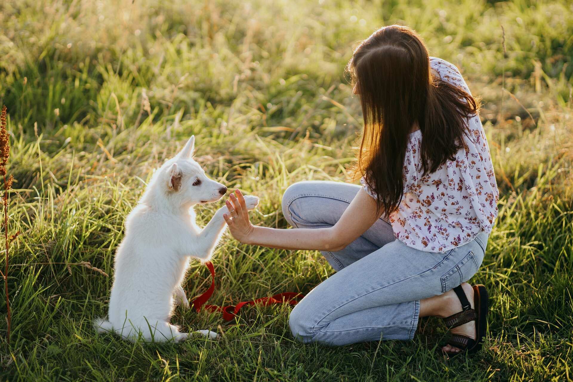 A woman training a puppy in a lawn