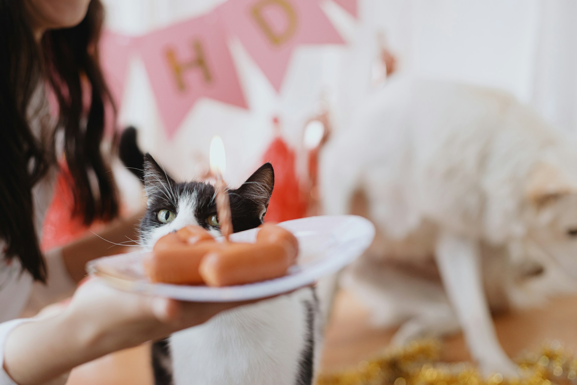 A cat sniffing a plate of sweets at a party