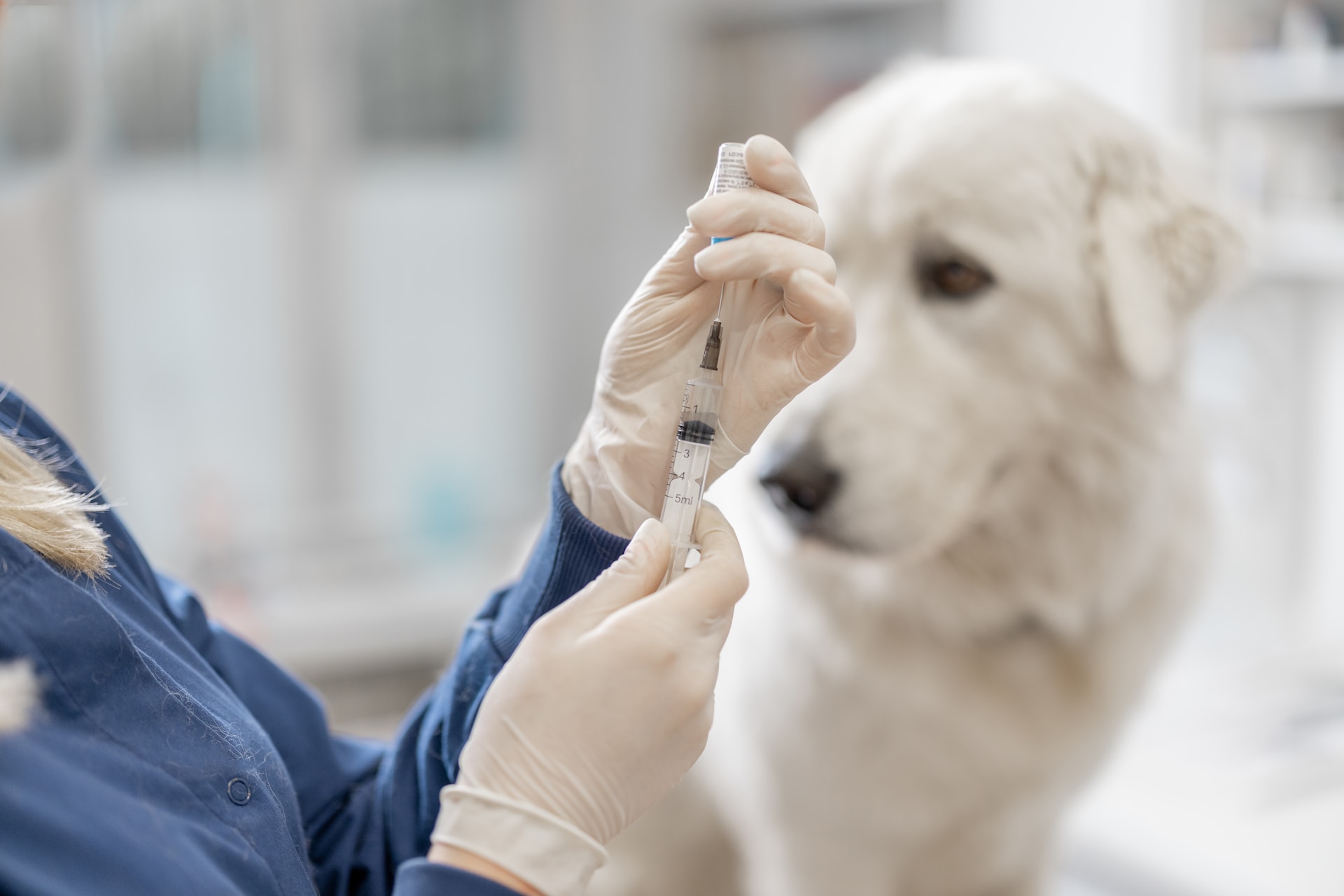 A vet preparing to inject a dog at a clinic