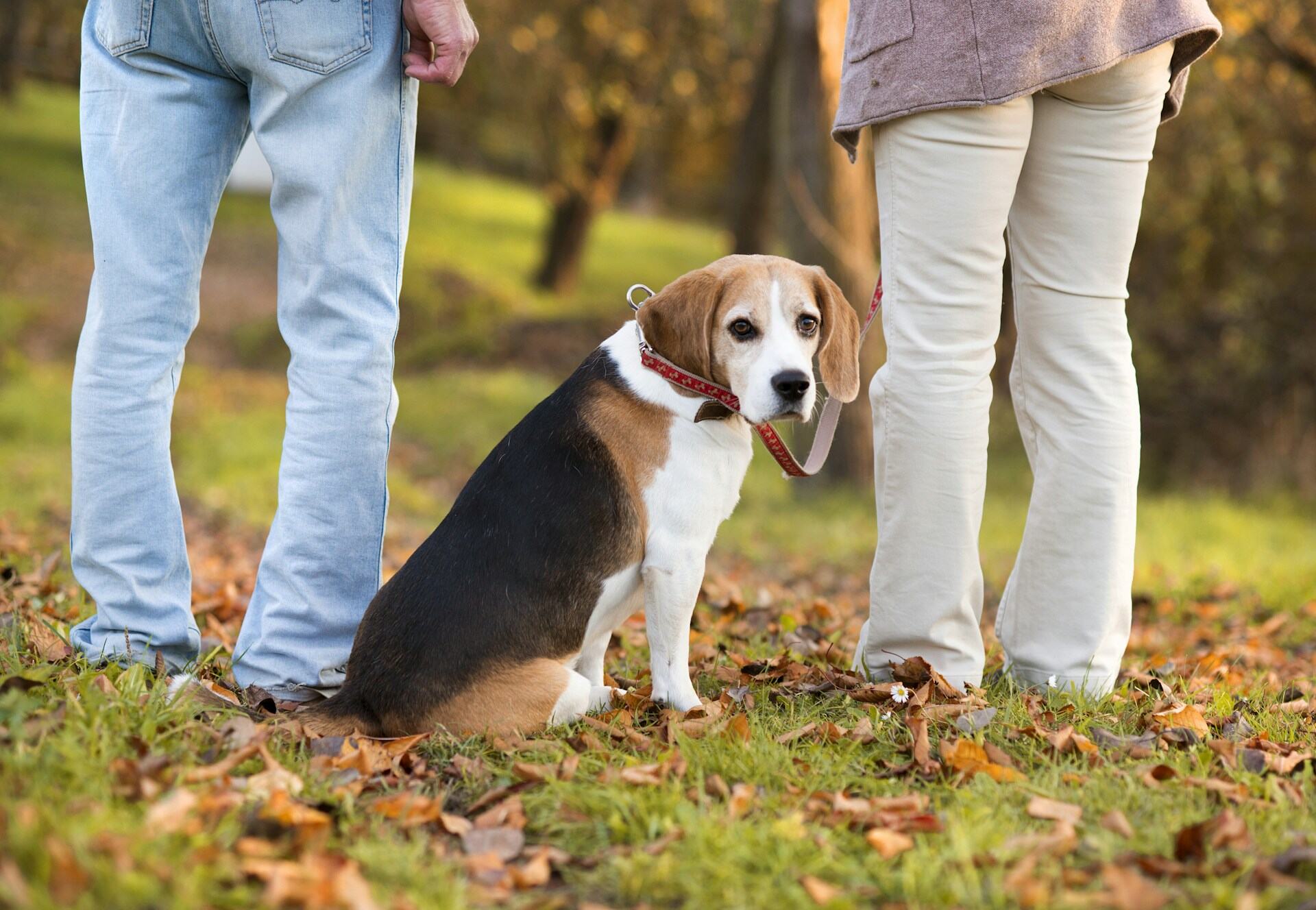 A couple walking a Beagle outdoors on a leash
