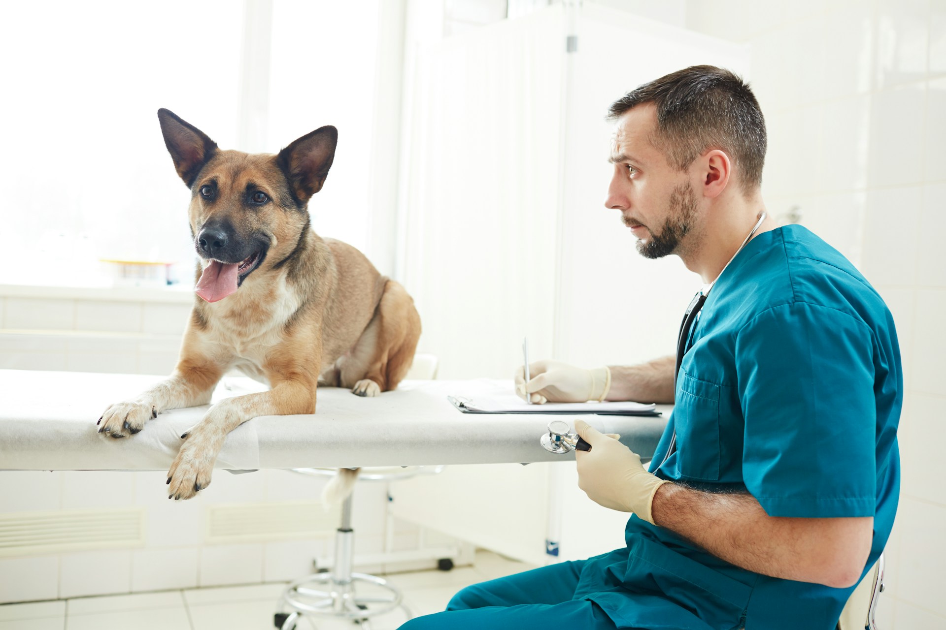 Hund liegt auf Tierarztliege, Tierarzt. sitzt daneben und notiert sich Dinge auf einem Block