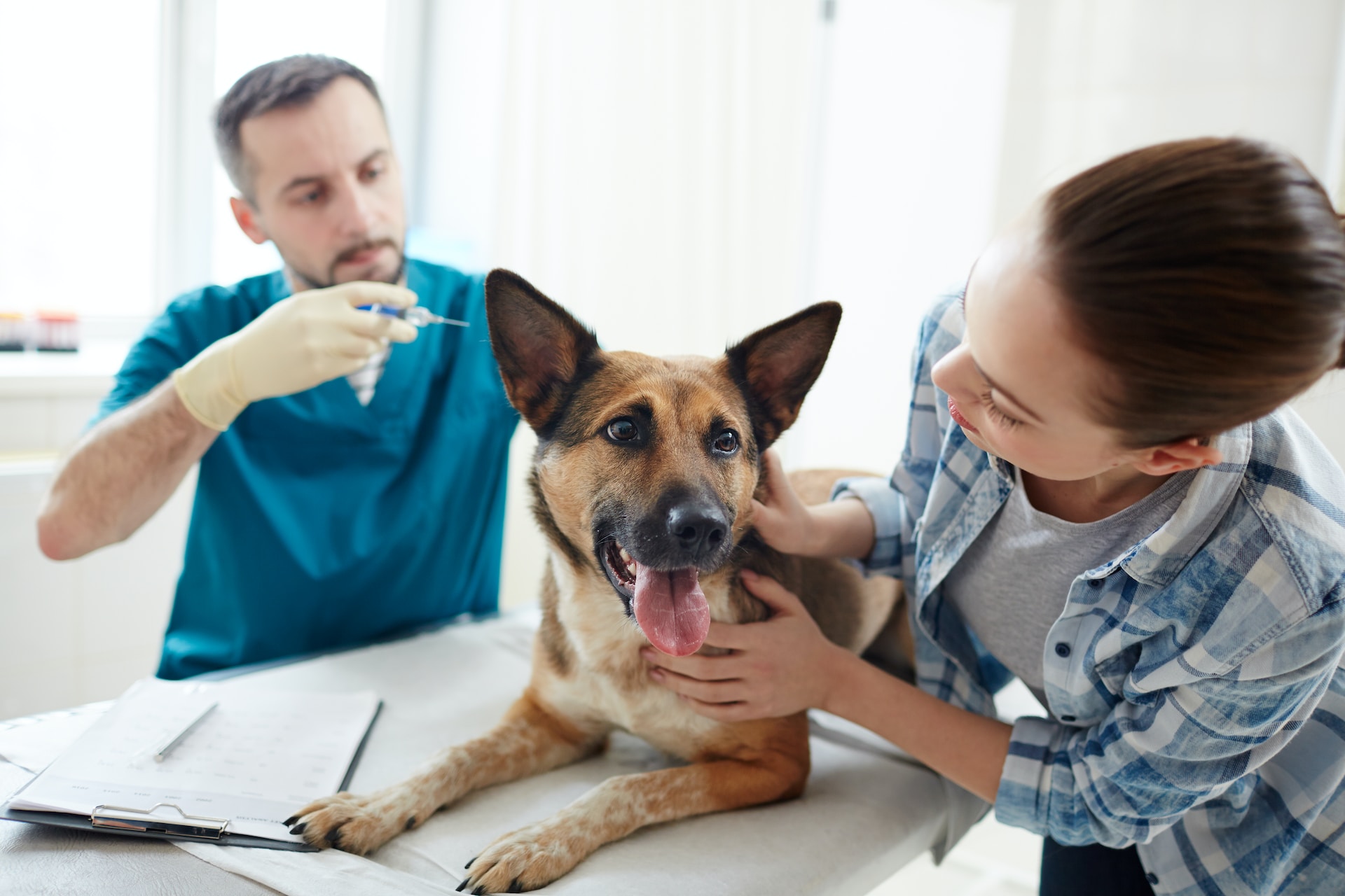 A vet injecting a dog with a vaccine at a clinic