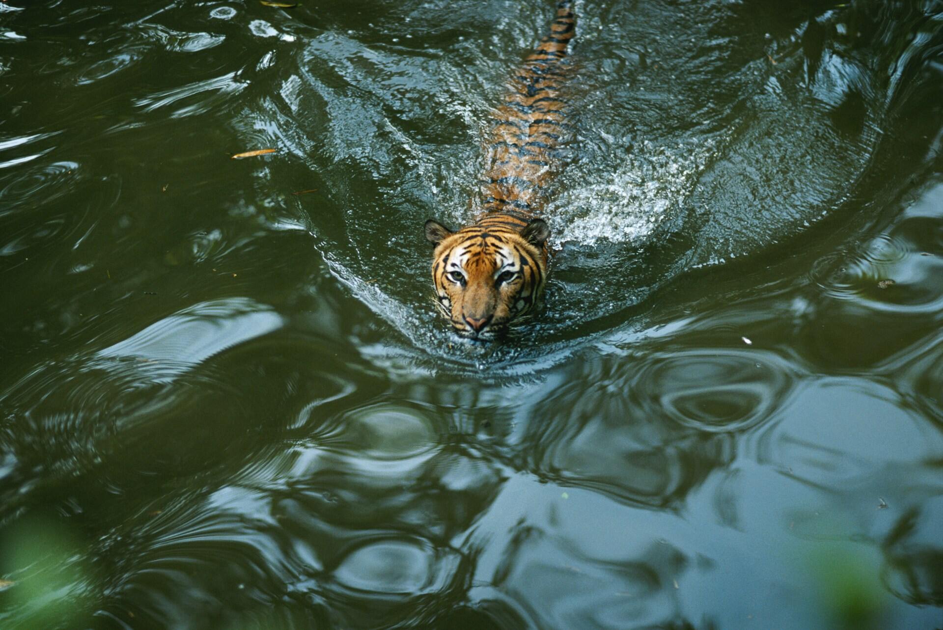 A tiger swimming through the water in a lake